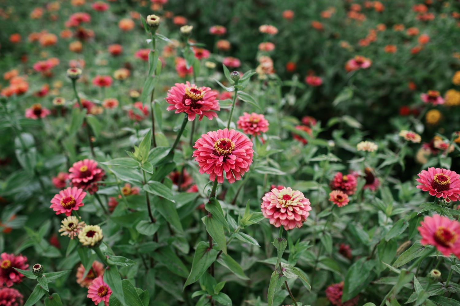 Pink zinnias and yellow wildflowers bloom in a lush summer garden with vibrant green foliage.