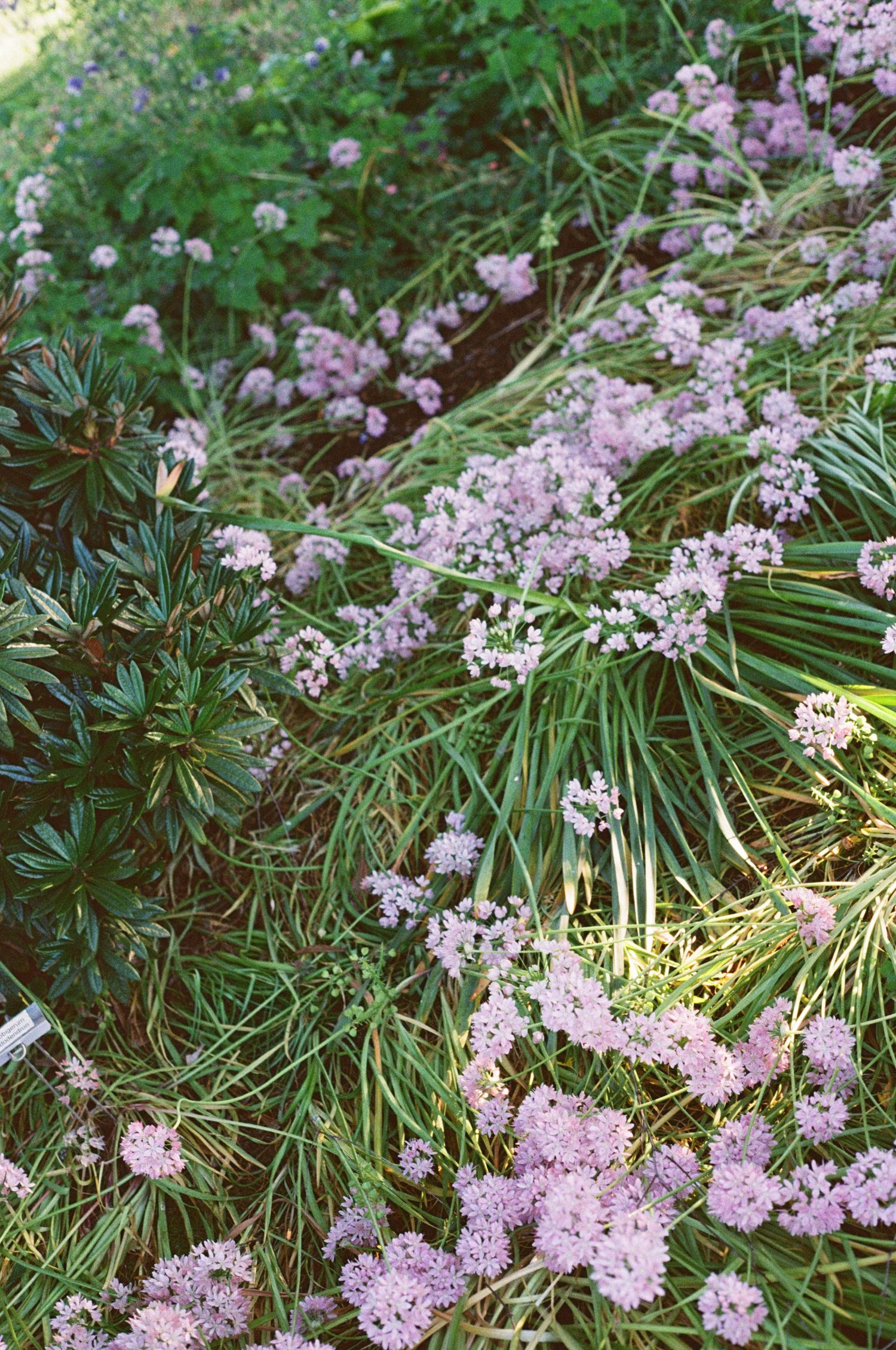 Delicate purple flowers bloom among green foliage in a lush garden border with ornamental grasses and plants.