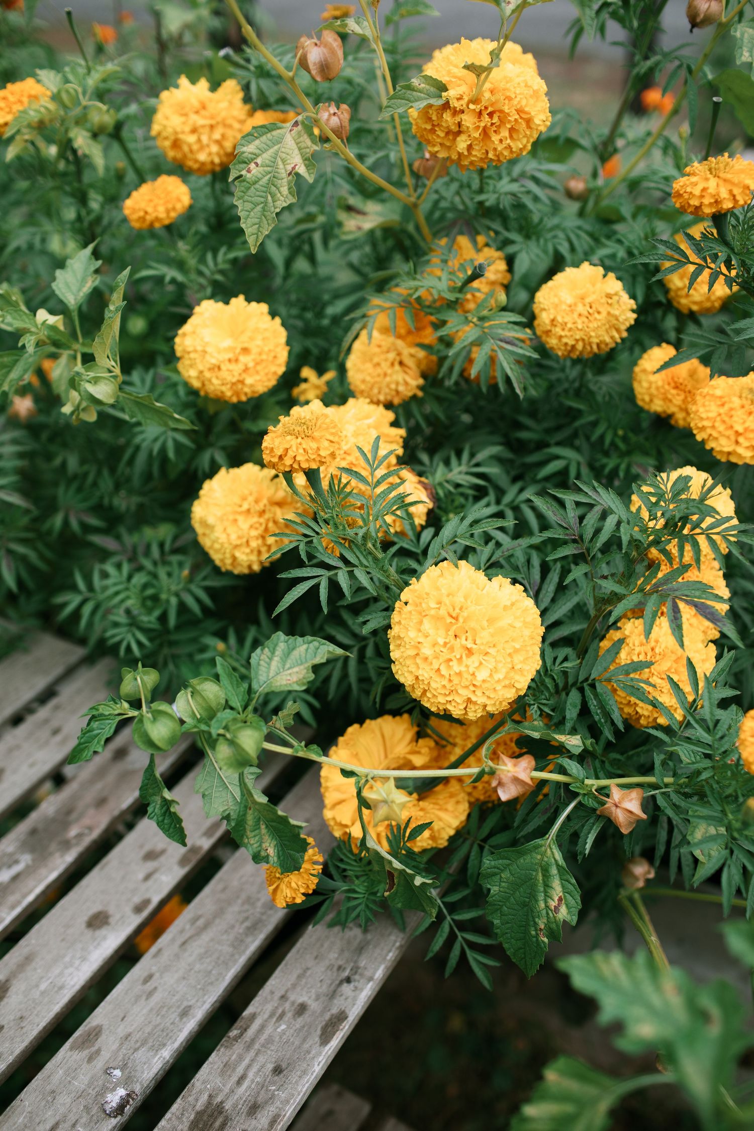 Vibrant orange marigold flowers bloom abundantly against green foliage on weathered wooden planks.