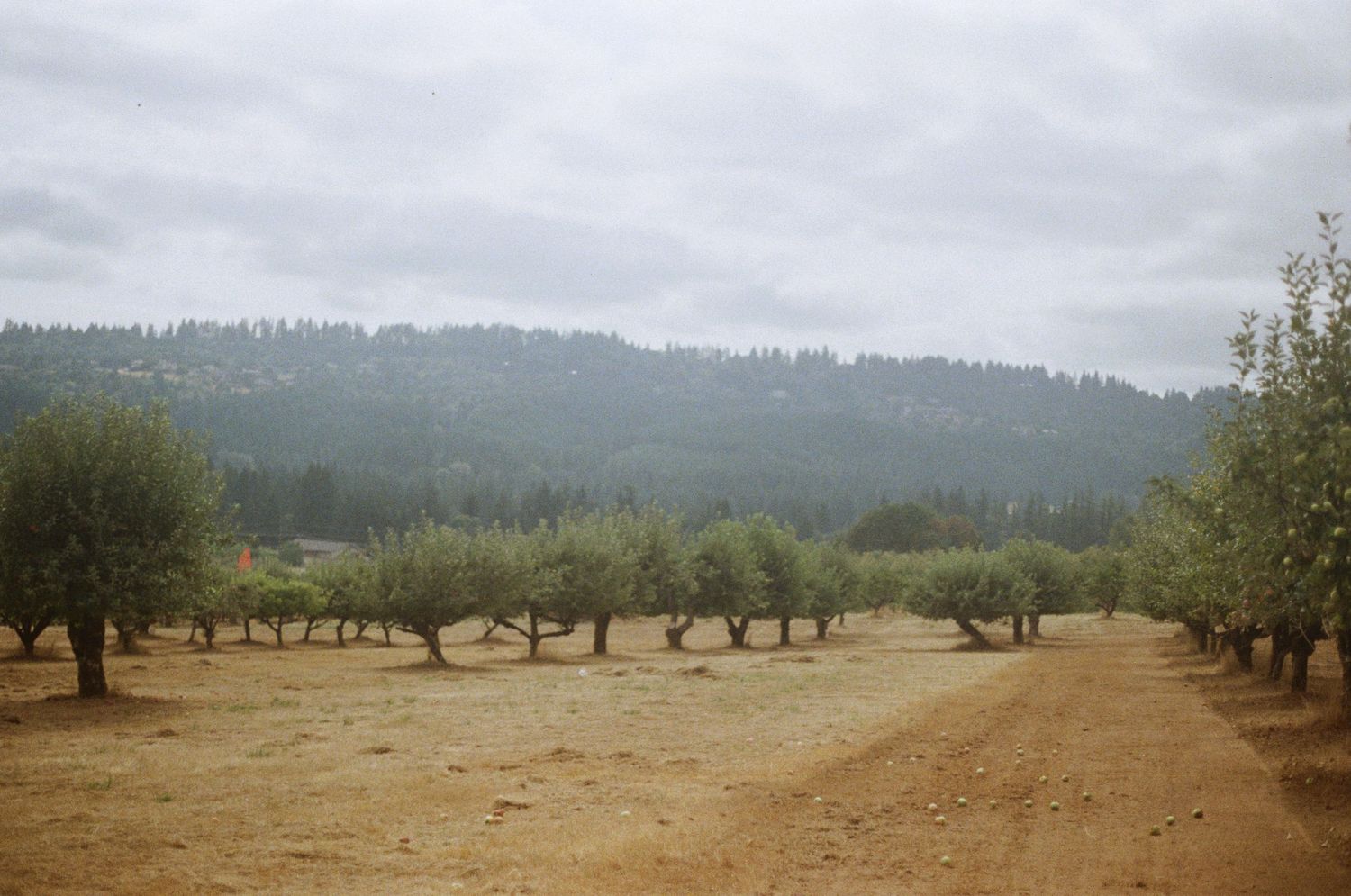View of an apple orchard in Sherwood, Oregon stretching across rolling hills under an overcast sky - Adrianna Elizabeth Photography.