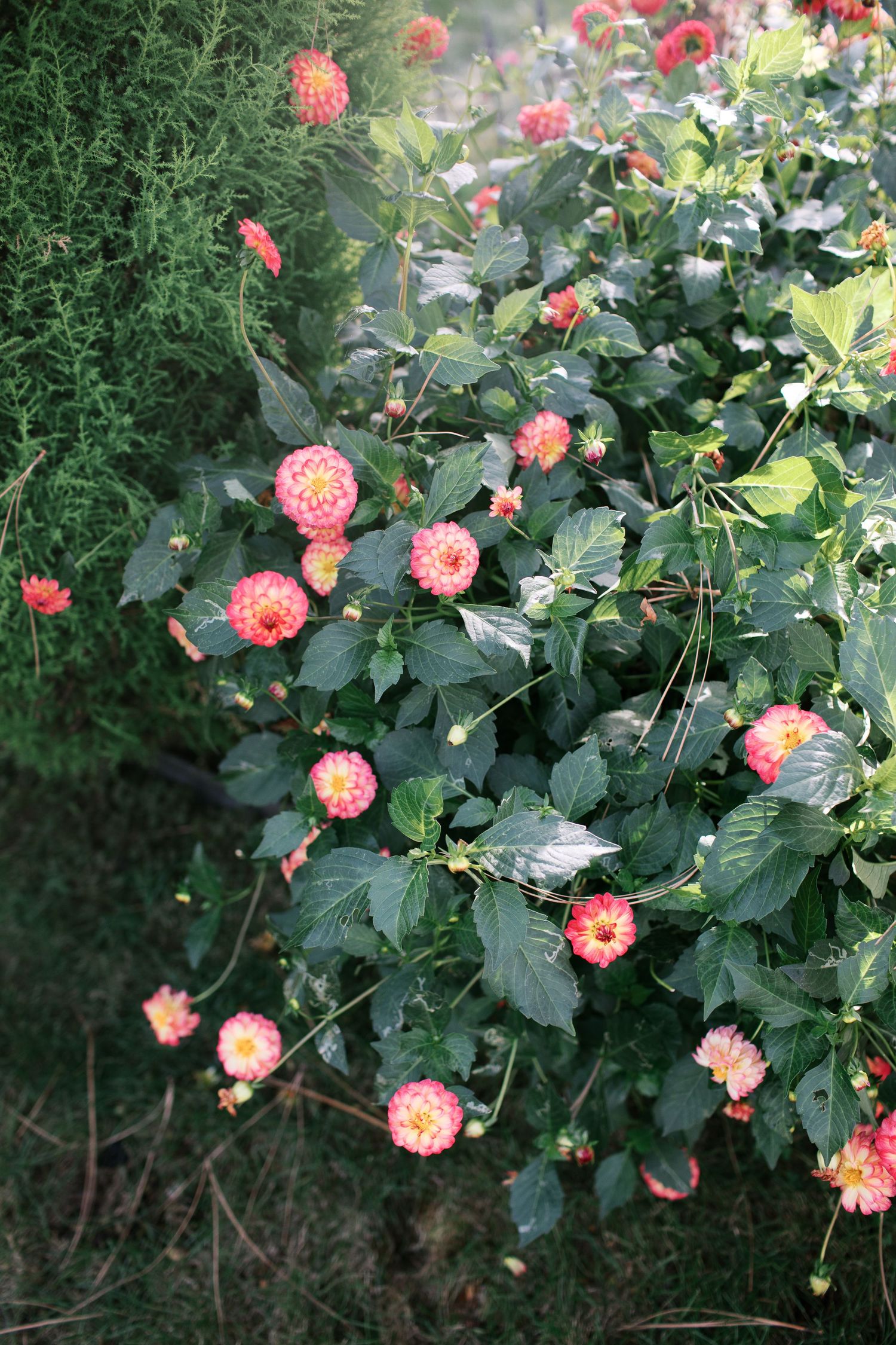 Pink dahlia flowers bloom against dark green foliage in a garden setting.