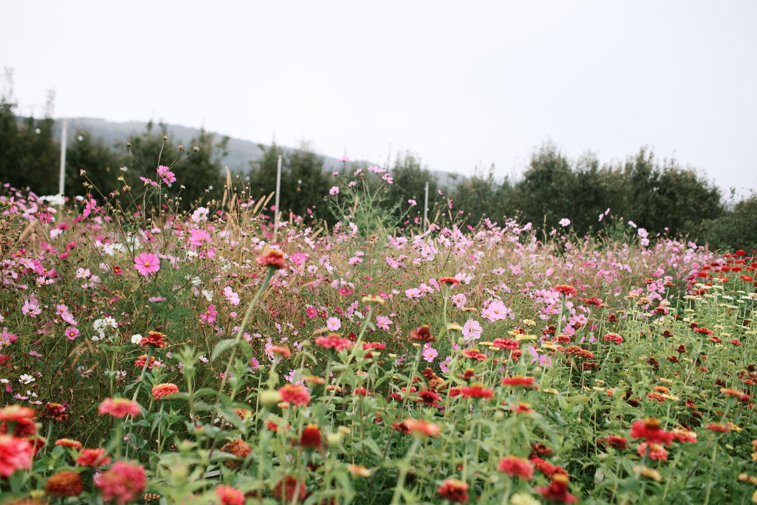 Vibrant pink and red cosmos flowers bloom in a lush garden field stretching towards the horizon on a cloudy day.