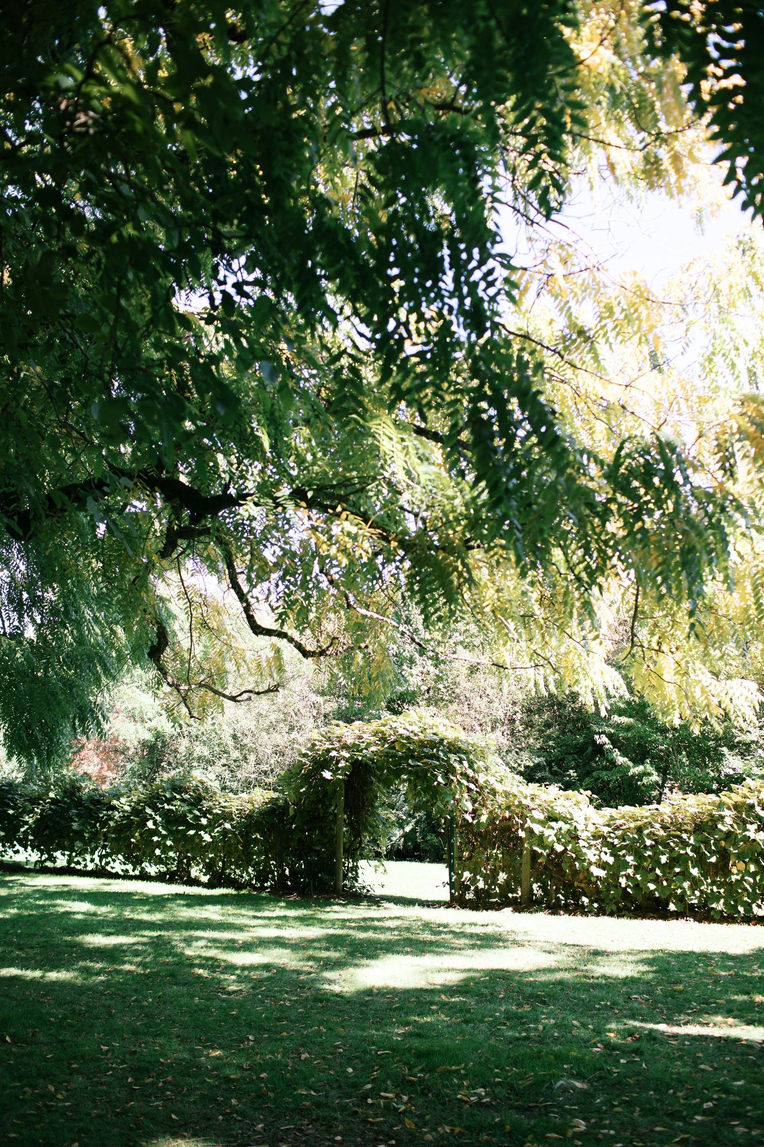 Sunlight filters through lush green tree branches over a peaceful garden lawn with stone walls in the background.