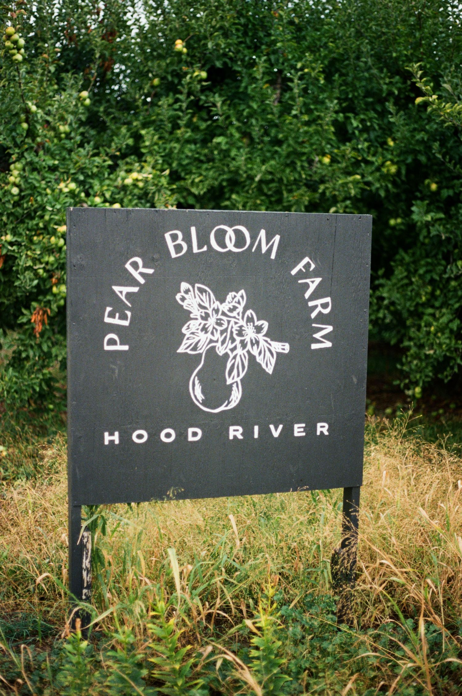 Three black garden signs with white lettering and floral designs stand among green foliage in a natural outdoor setting.