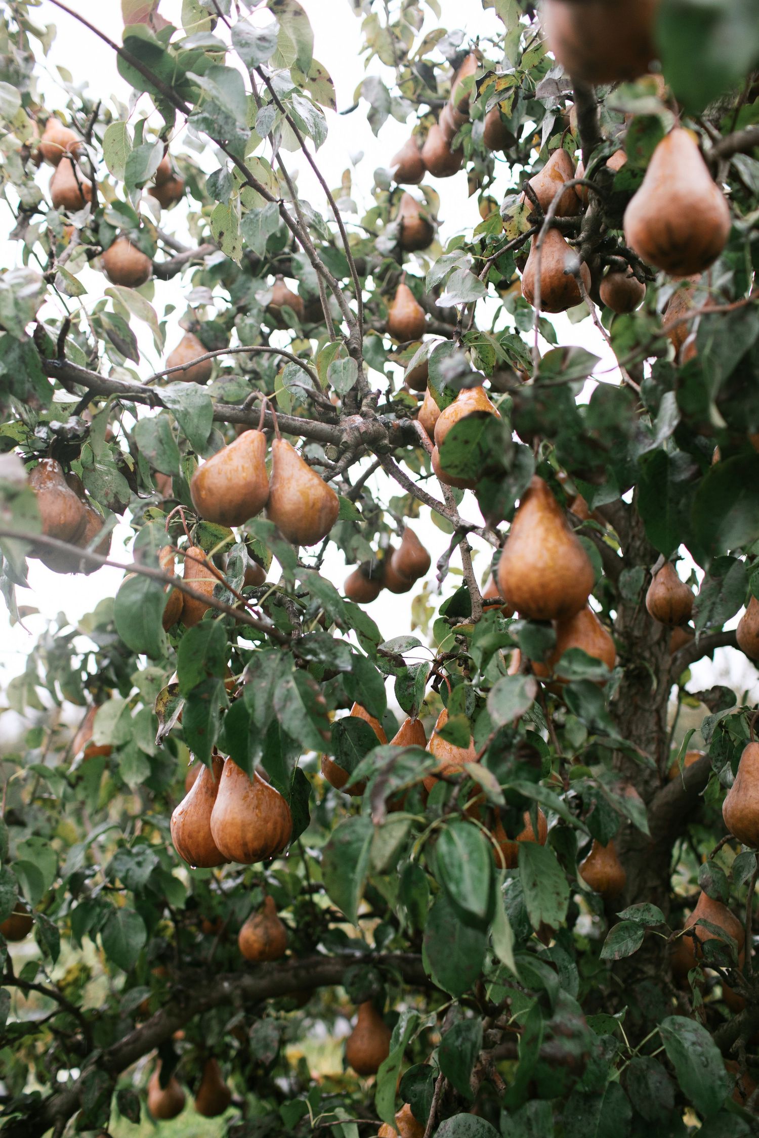 Ripe brown pears hanging abundantly on tree branches with green leaves in an orchard.