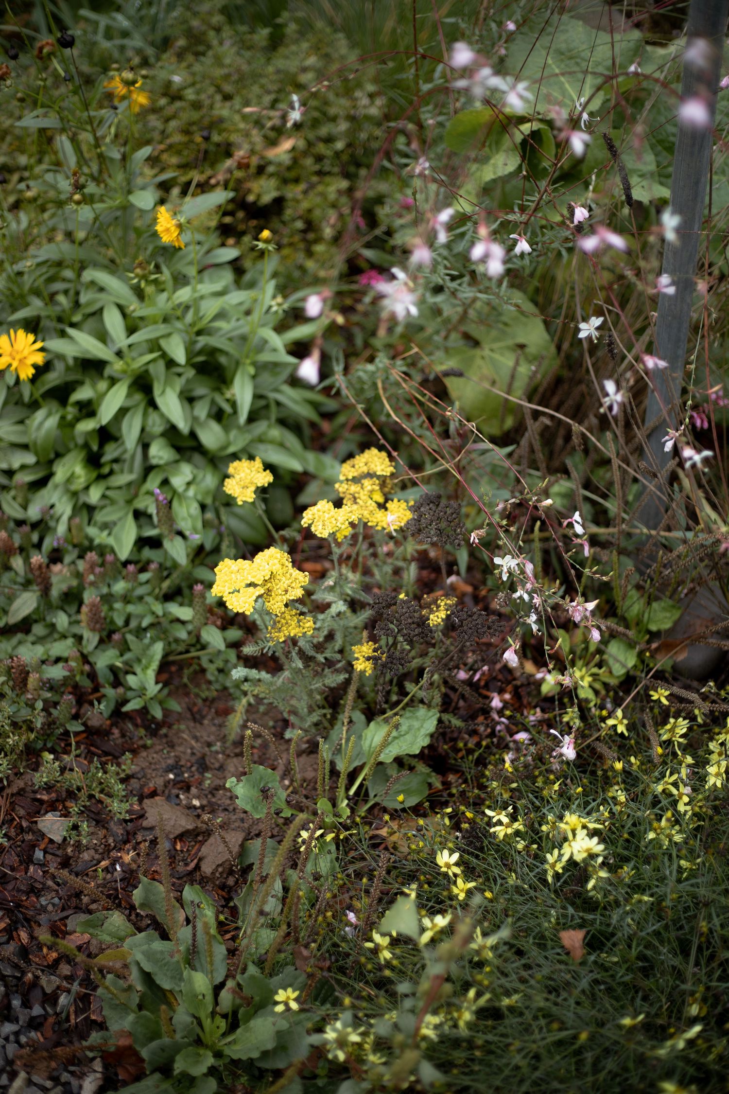 Yellow wildflowers bloom among green foliage in a garden setting.