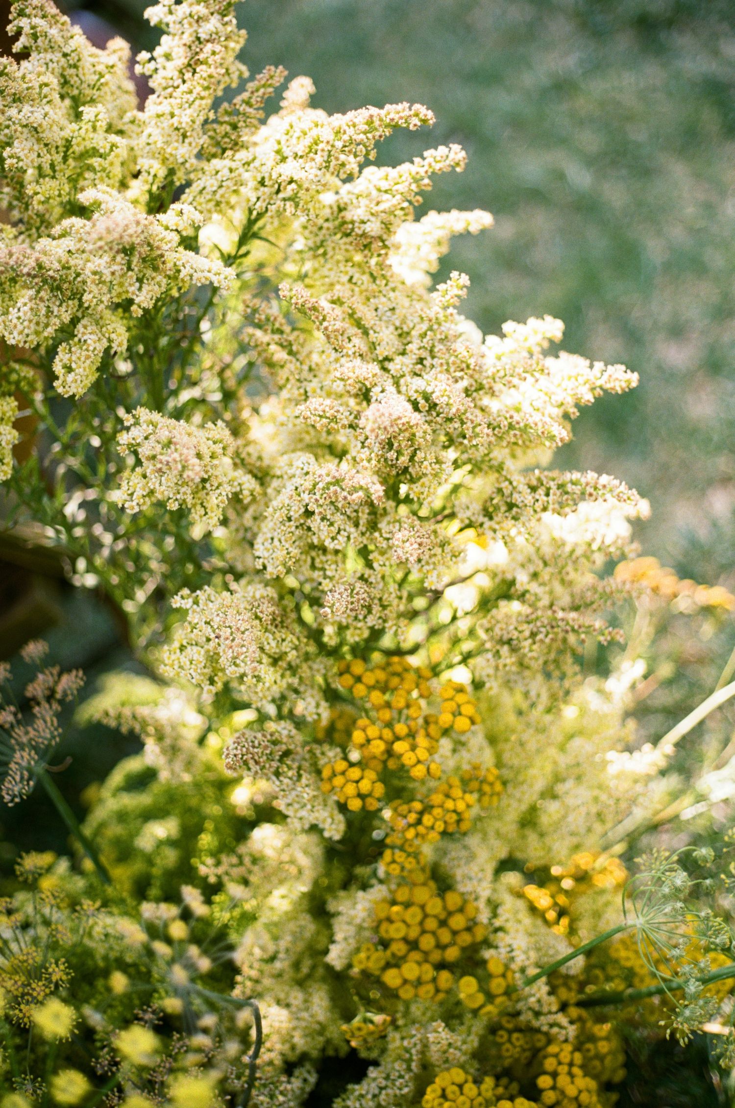 Close-up of delicate white astilbe flowers with yellow tansy blooms against a soft blurred background on 35mm film.