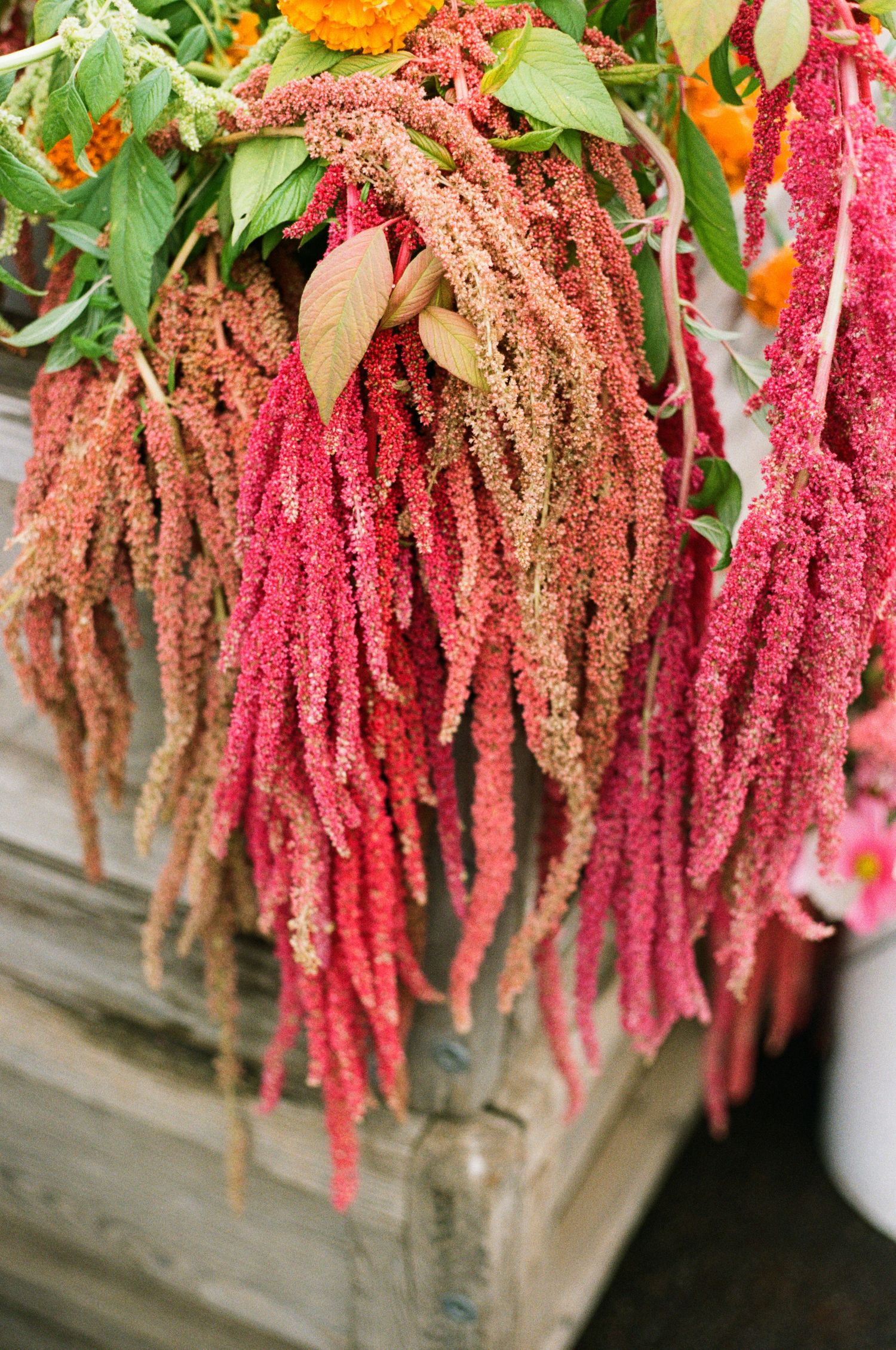 Vibrant red and brown amaranth flowers cascade downward in a decorative hanging display.