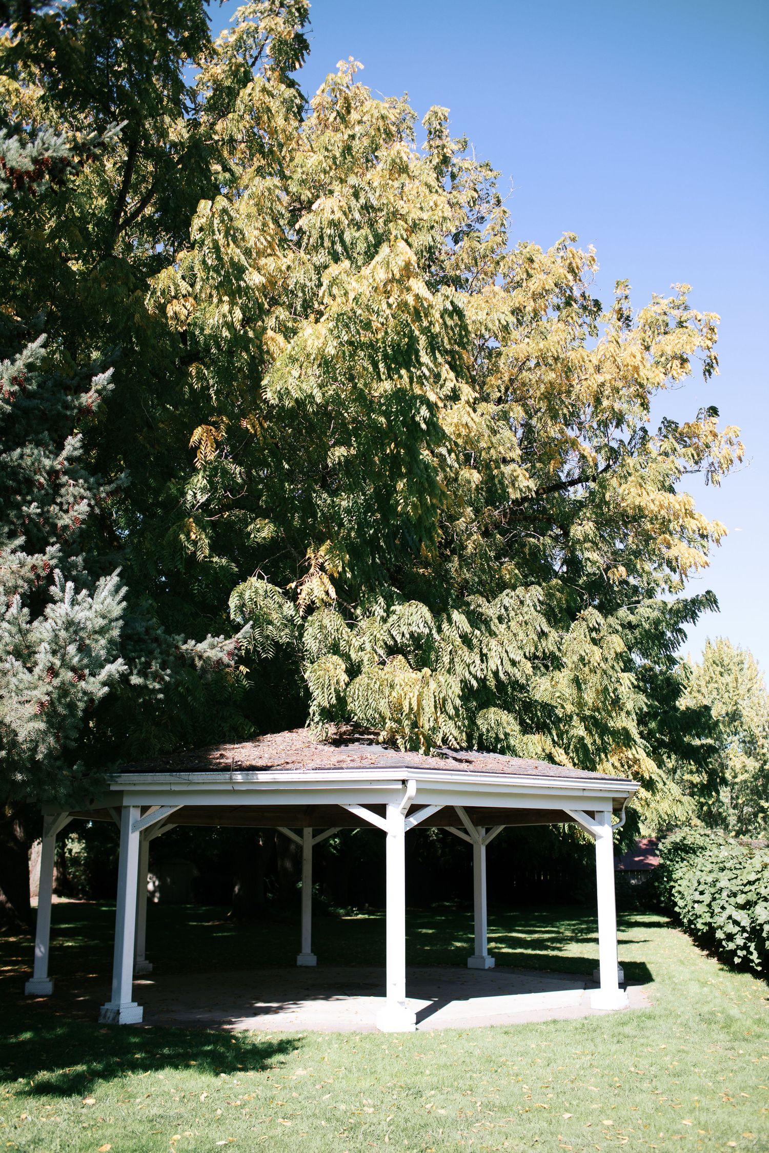 A white wooden gazebo stands beneath tall blooming trees with white flowers in a peaceful garden setting.