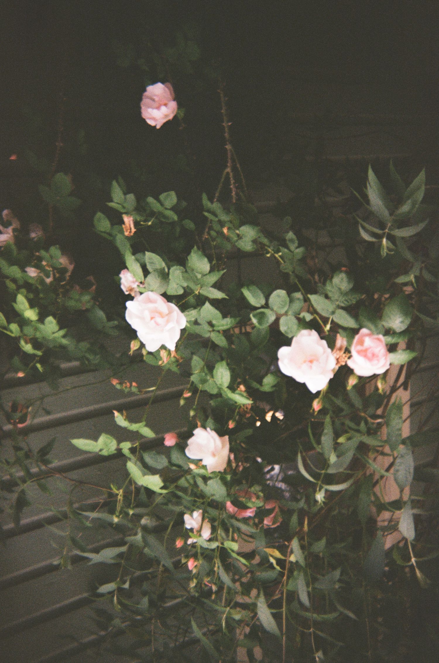 Pink and white roses bloom against dark foliage on a wooden fence at night.