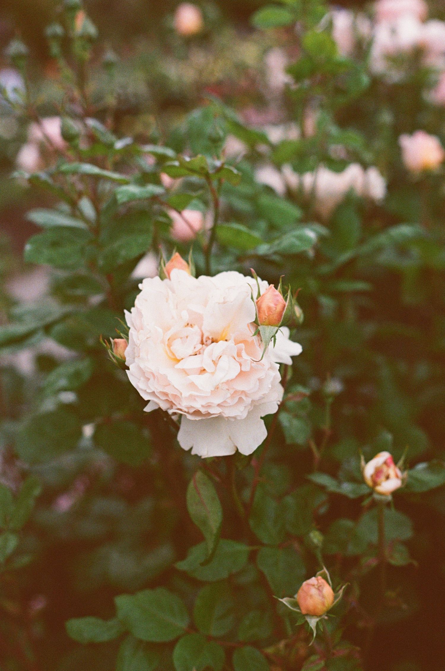 Delicate peach-colored roses bloom in a garden with dark green foliage creating a romantic vintage atmosphere.