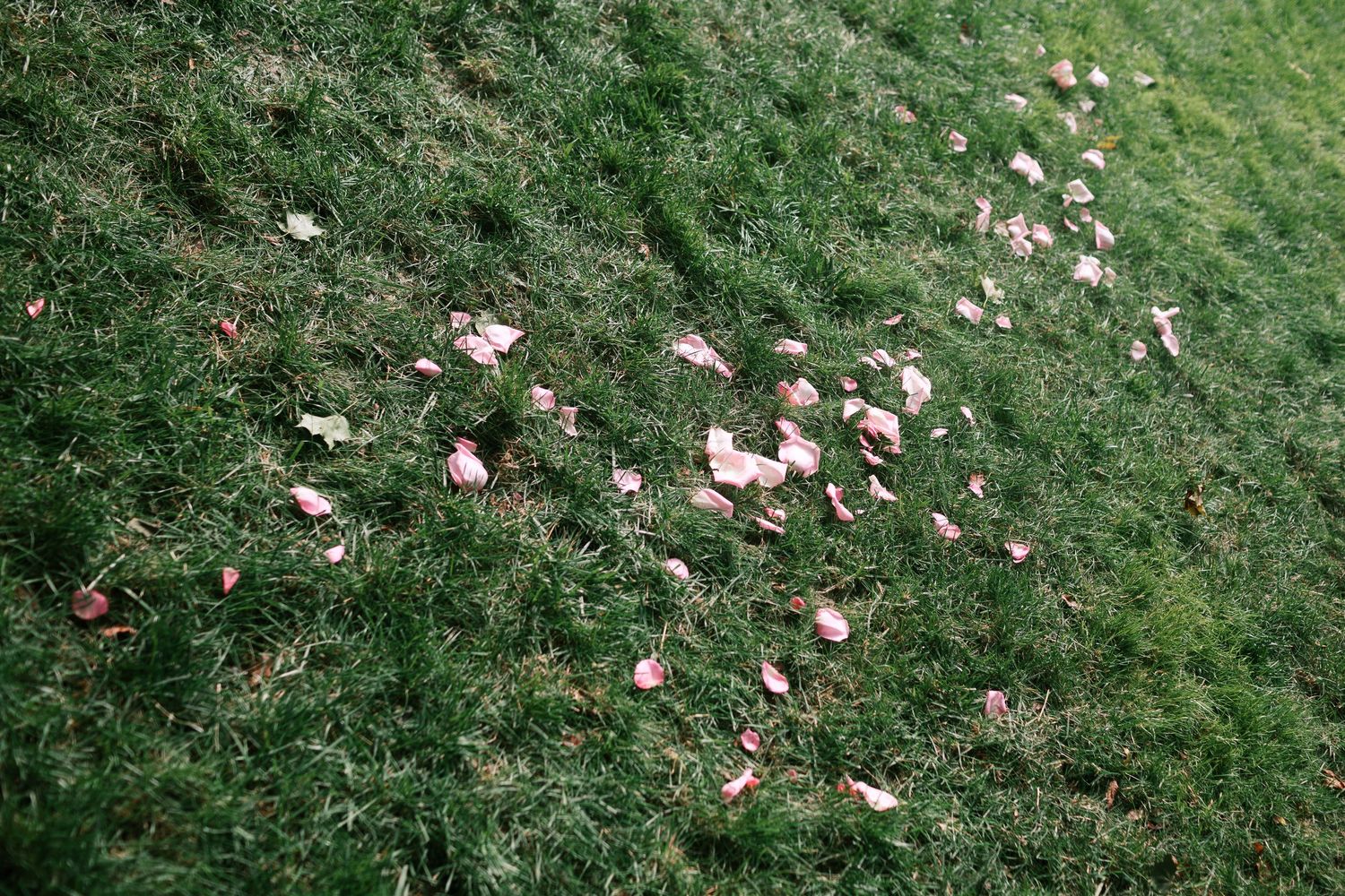 Pink rose petals scattered across green grass lawn at outdoor wedding - Adrianna Elizabeth Photography.