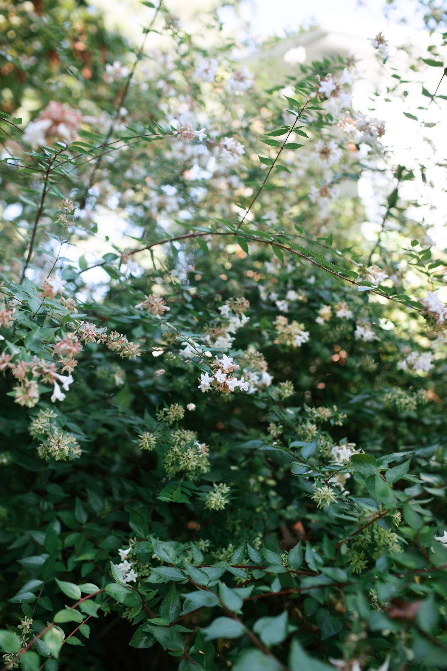Delicate white flowering vines with small clusters of blossoms growing among green foliage in a garden setting.