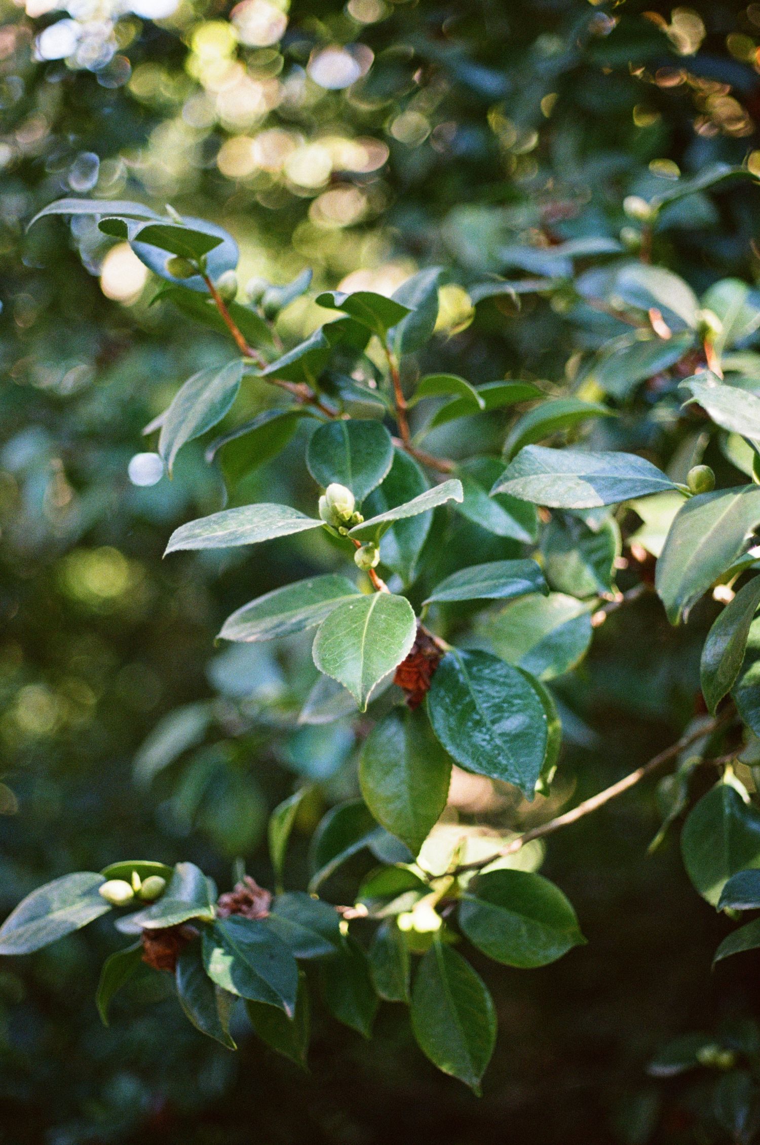 Green leaves on tree branches with soft bokeh lighting effects in a natural garden setting.