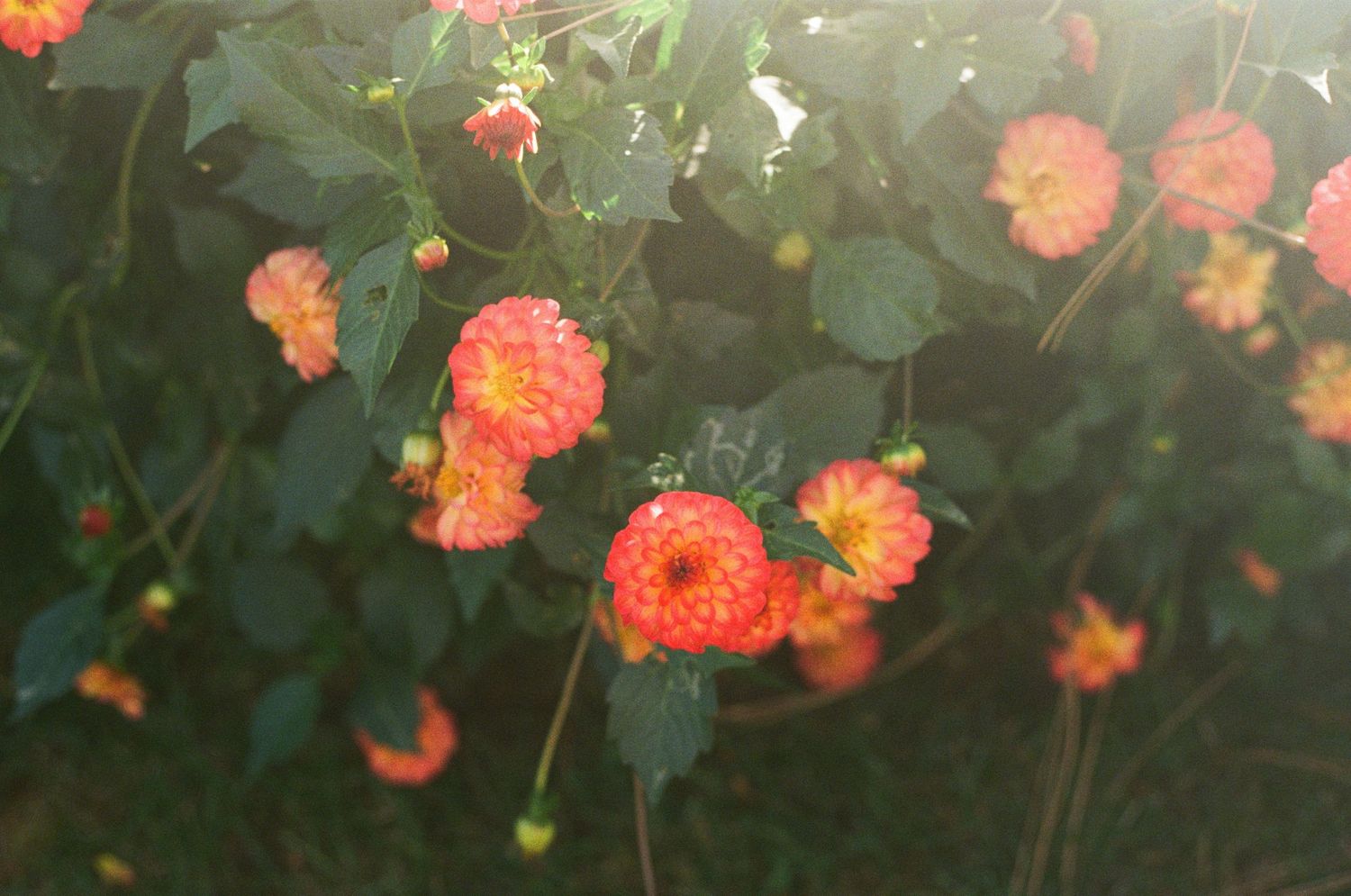 Orange dahlia flowers bloom against dark green foliage in a dreamy, soft-focus garden scene.