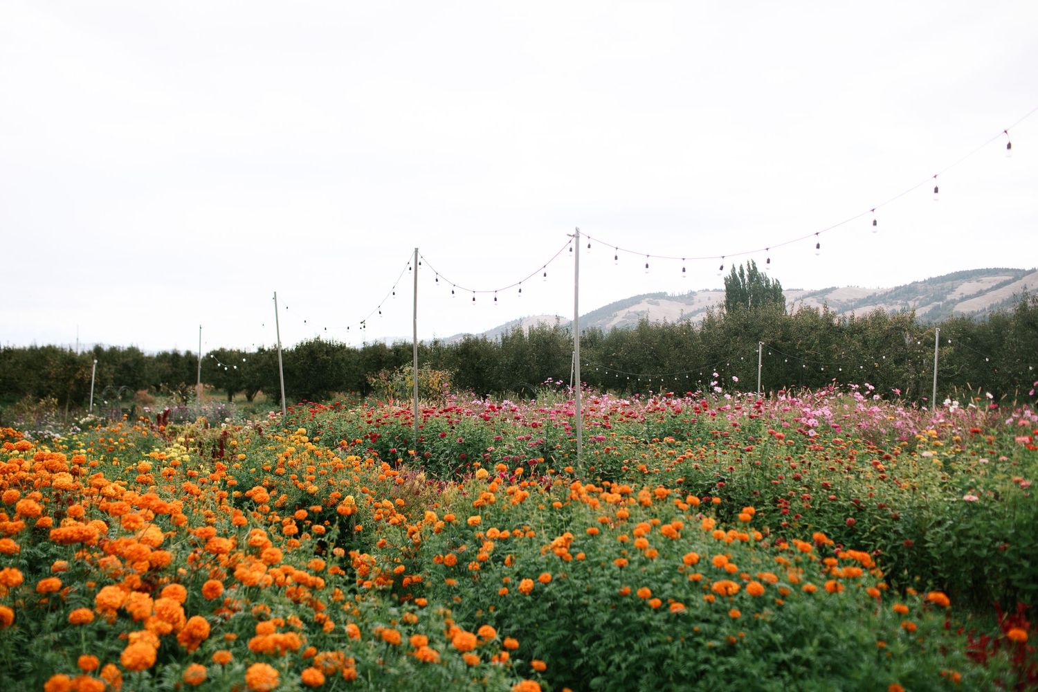 A vibrant field of orange and pink cosmos flowers stretches across a rural landscape under a cloudy sky.