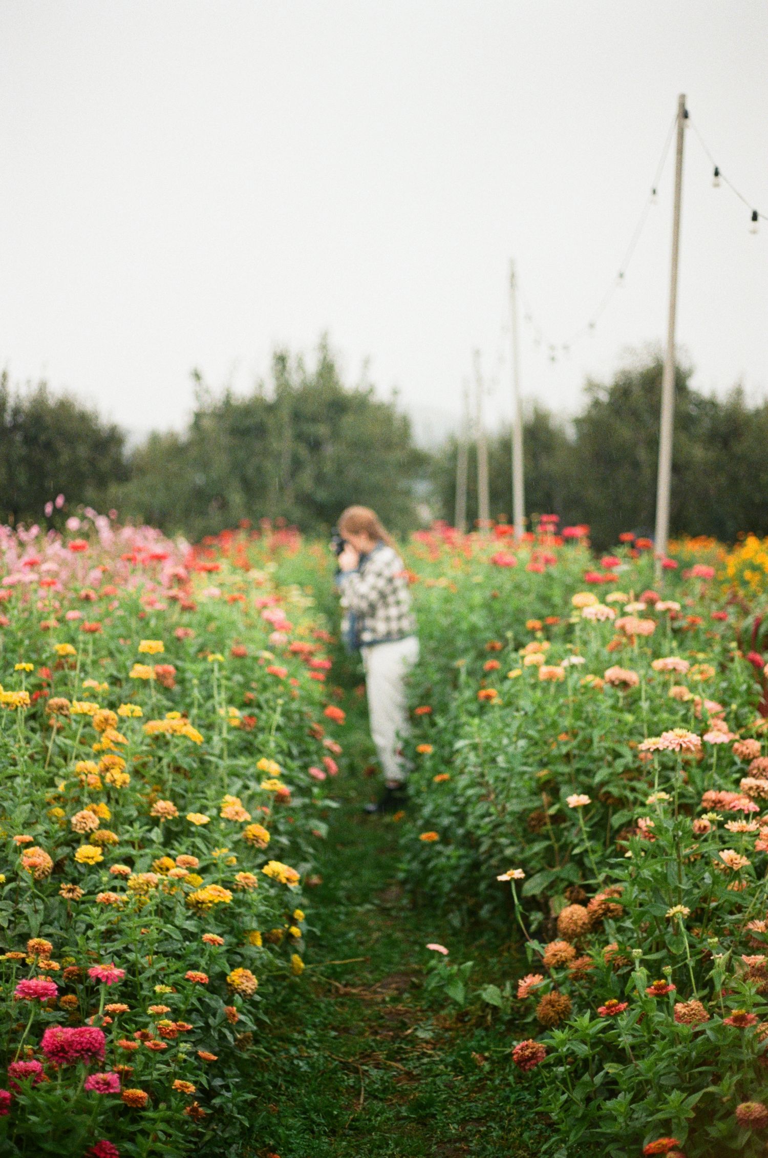 A colorful flower field with rows of pink and orange blooms stretches into the distance on a misty day.