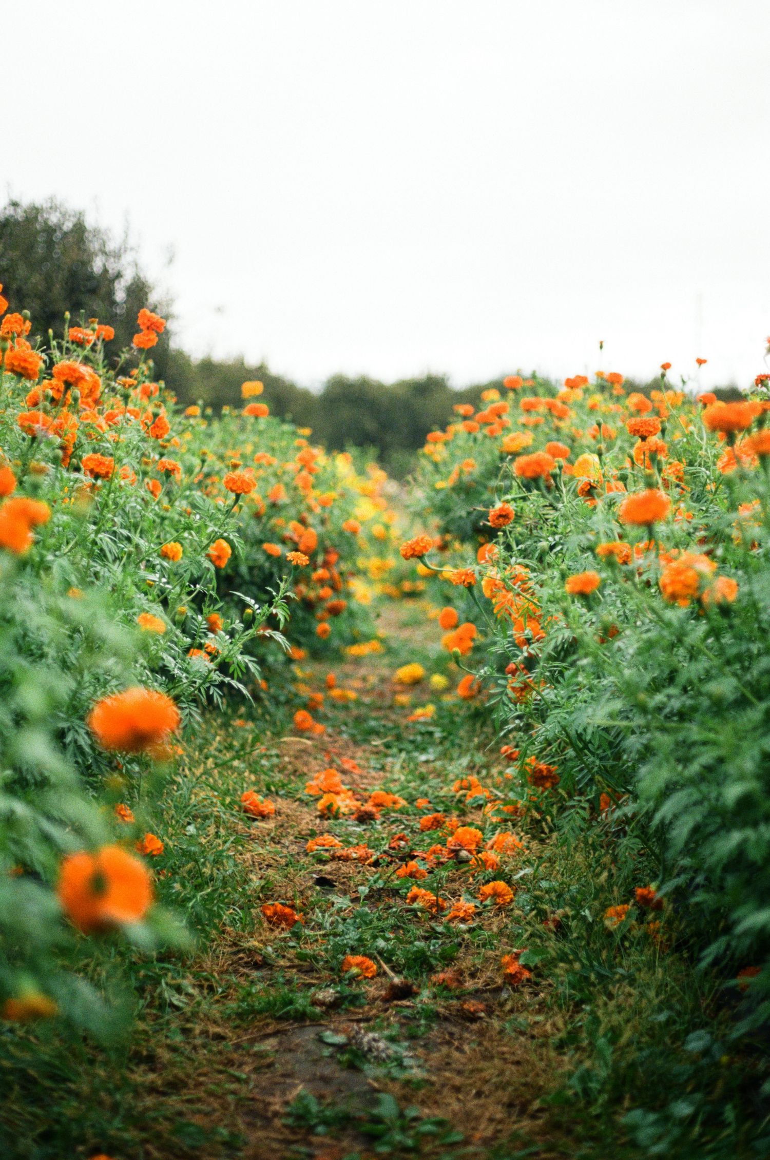 Vibrant orange marigold flowers growing in rows across a garden field with green foliage and dirt paths between them.