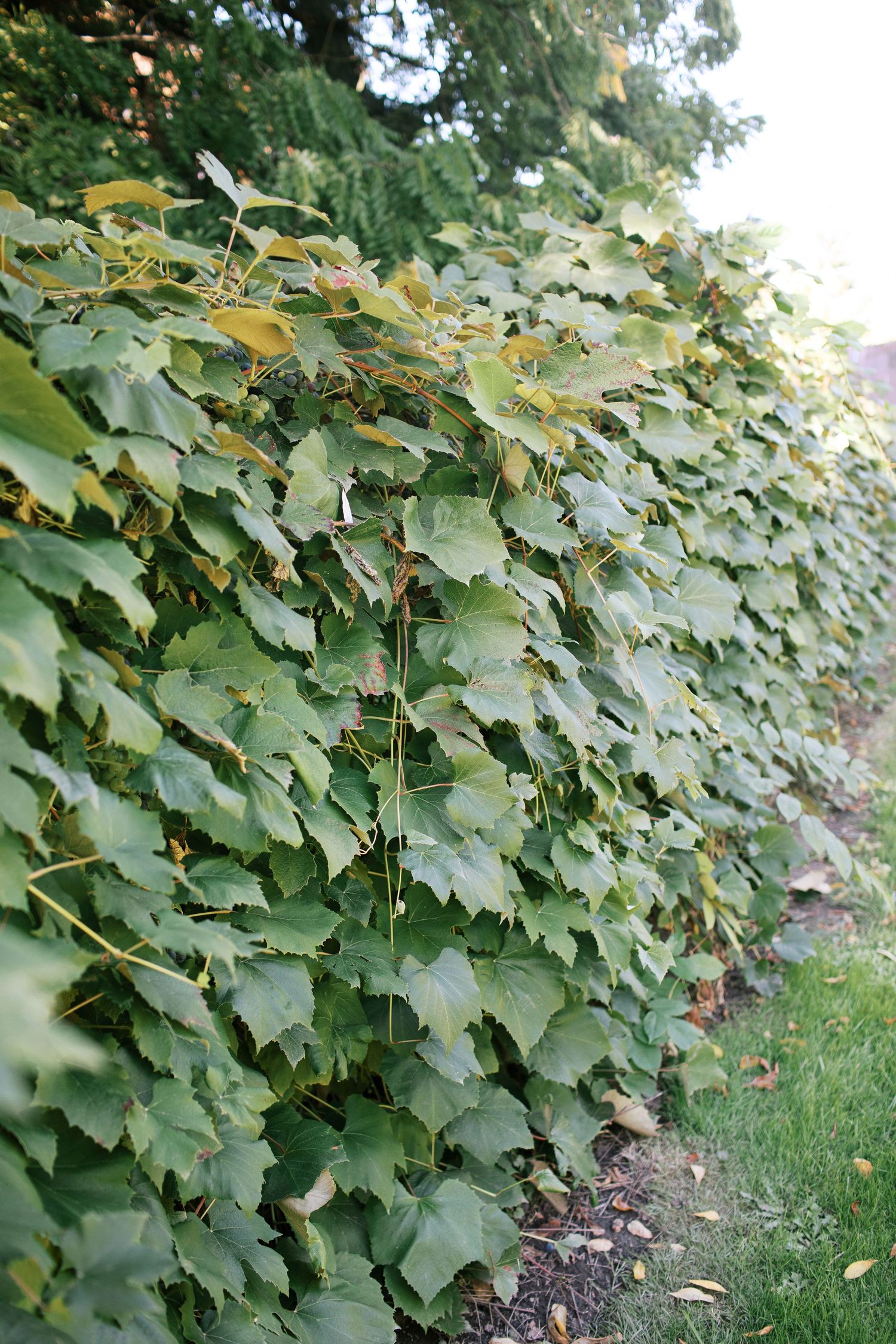 A row of lush green grapevines growing along a wall with leaves spreading across multiple frames.