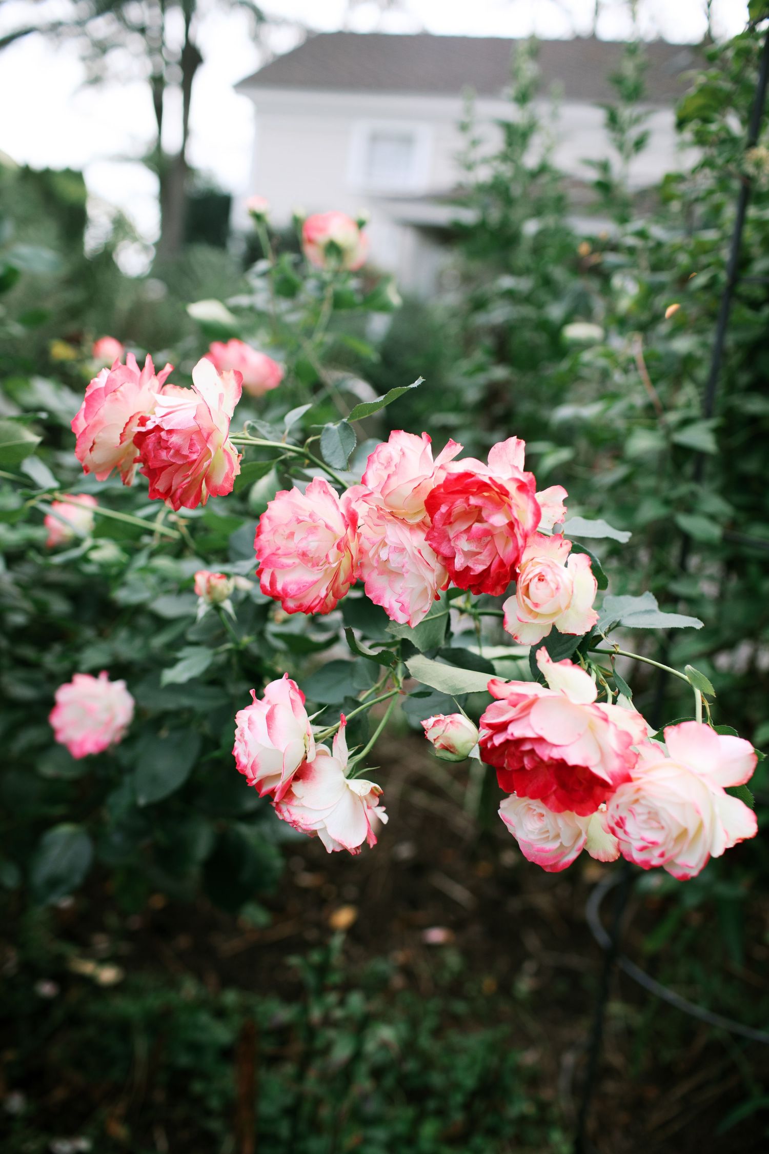 Beautiful pink and coral roses blooming on a bush in a garden with a white house visible in the background.