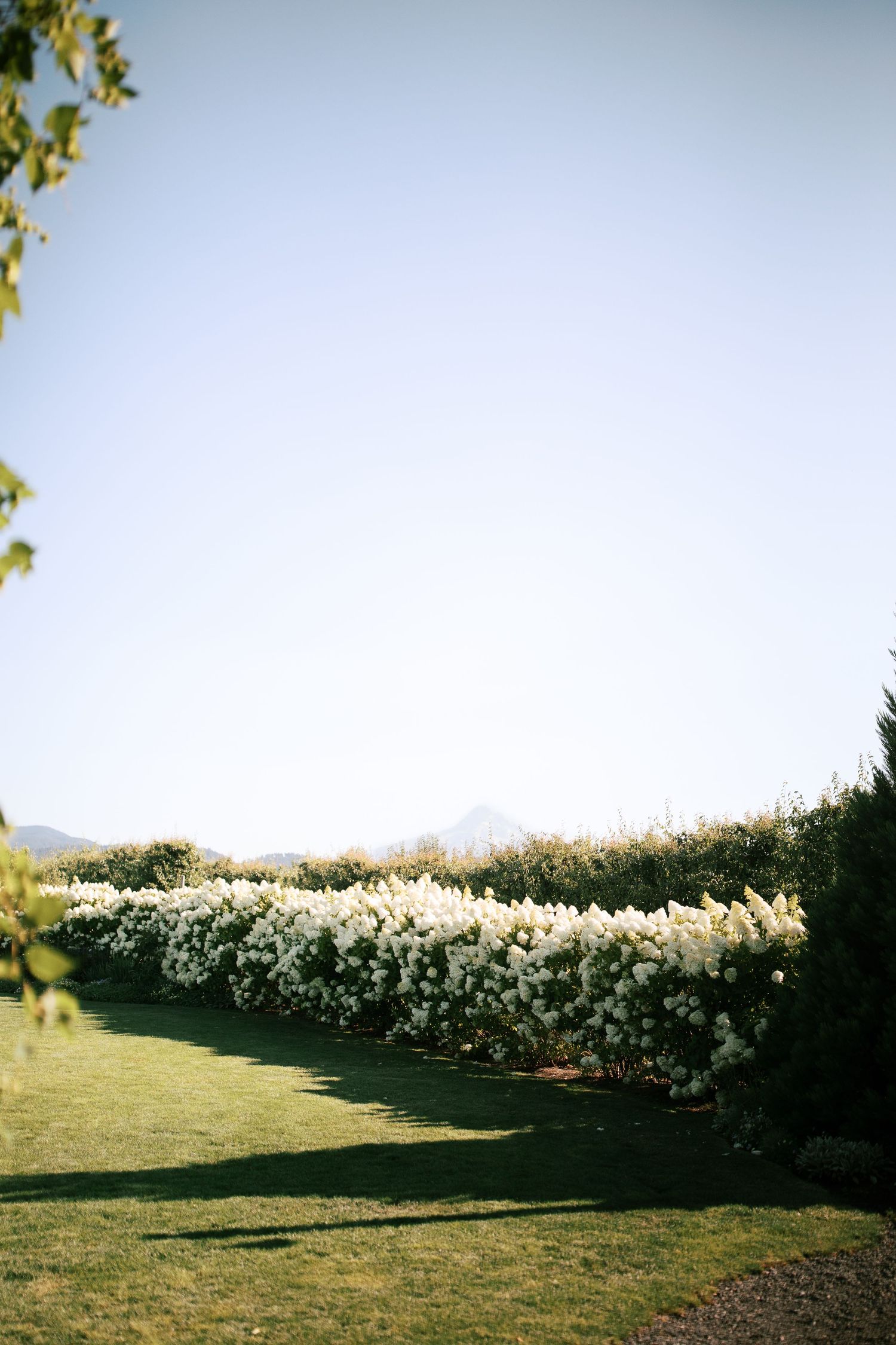 A grassy field bordered by a row of blooming white flowers stretches into the distance under a bright sky.