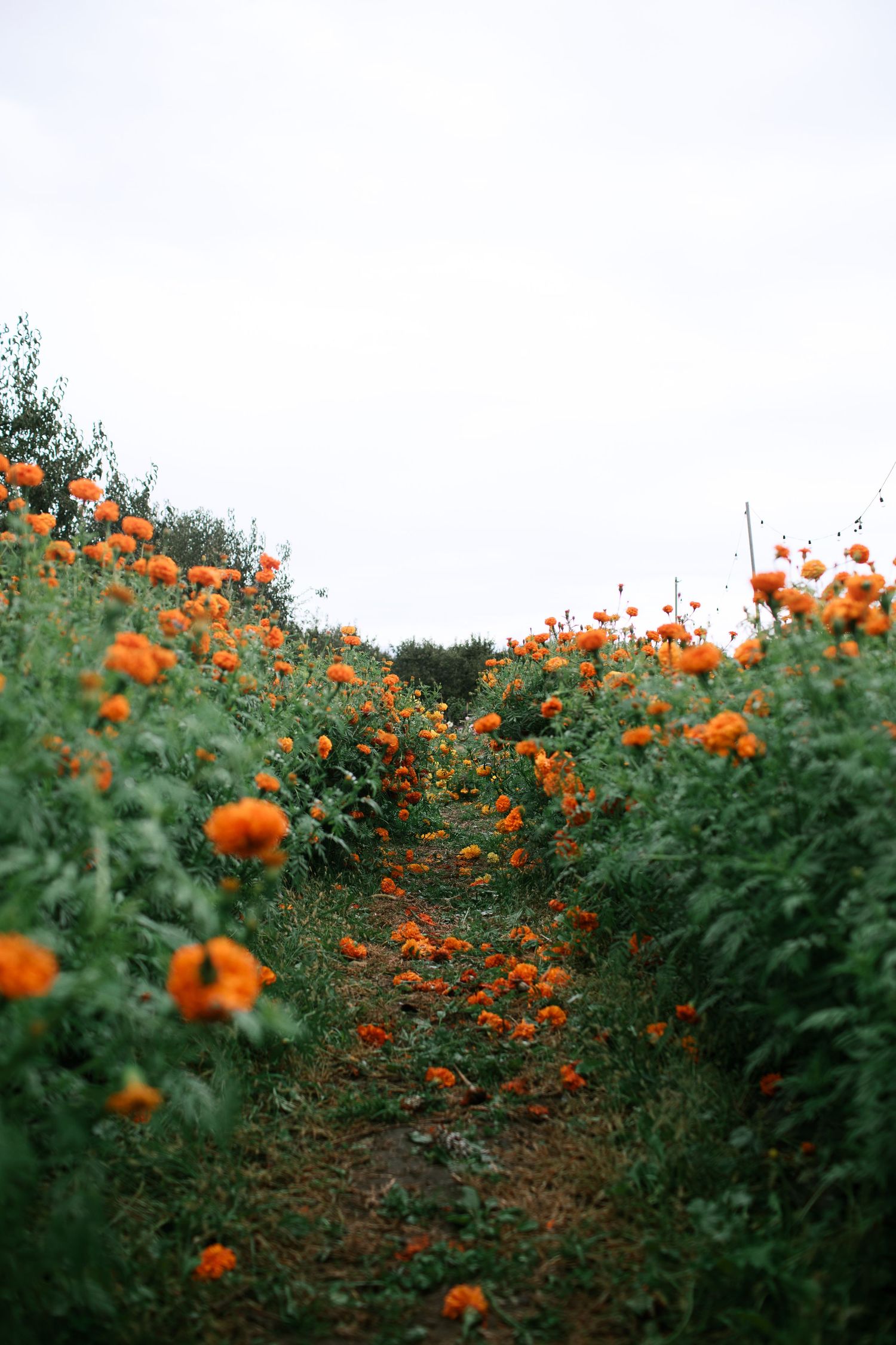 Orange flowers at pear bloom farms in Hood River, Oregon bloom abundantly in a lush green garden with a dark moody atmosphere.