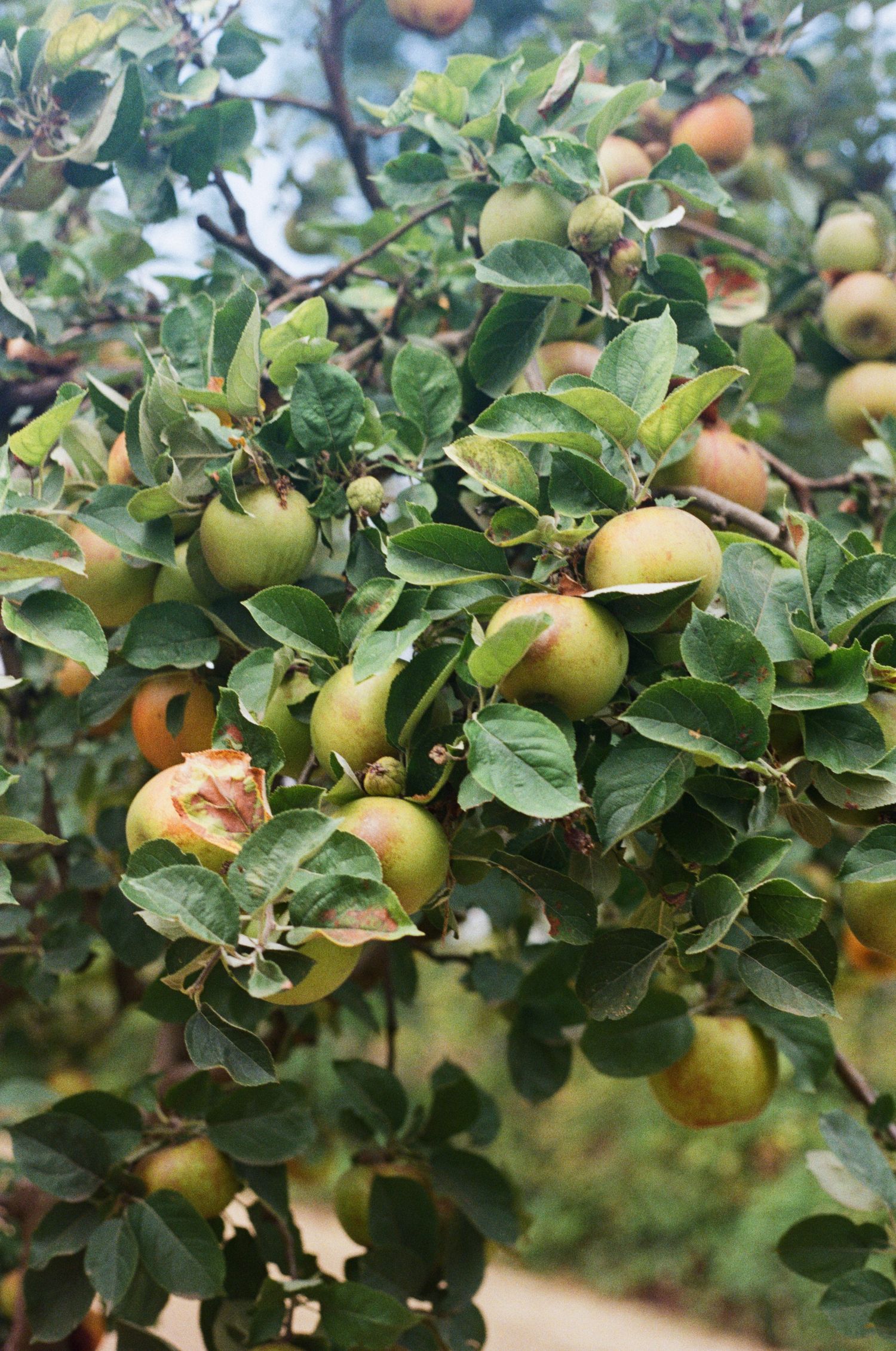 Fresh apples growing on branches with green leaves in a sunny orchard - Adrianna Elizabeth Photography.