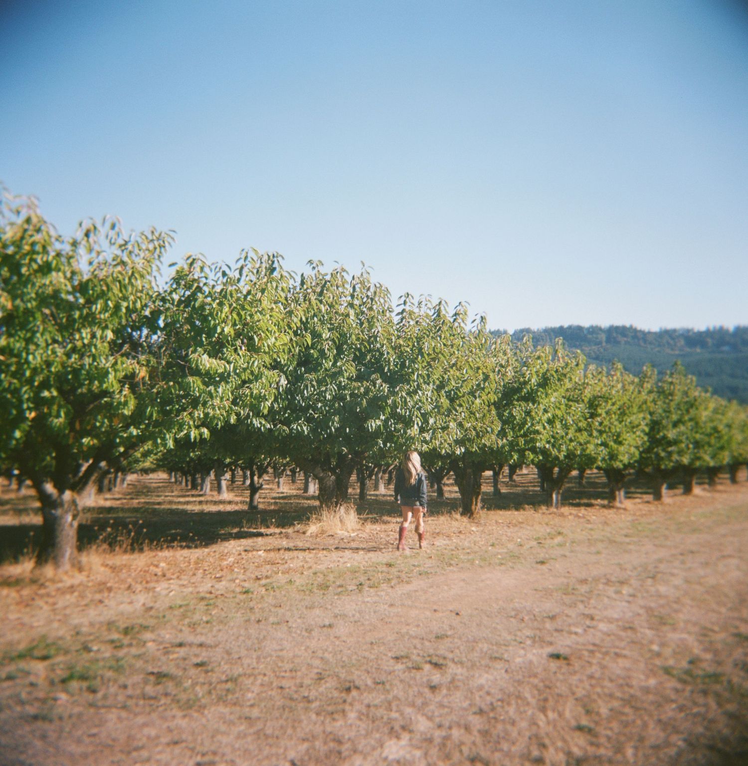 120 film shot of an orchard with neat rows of apple trees under blue sky in September in Oregon-Adrianna Elizabeth Photography.