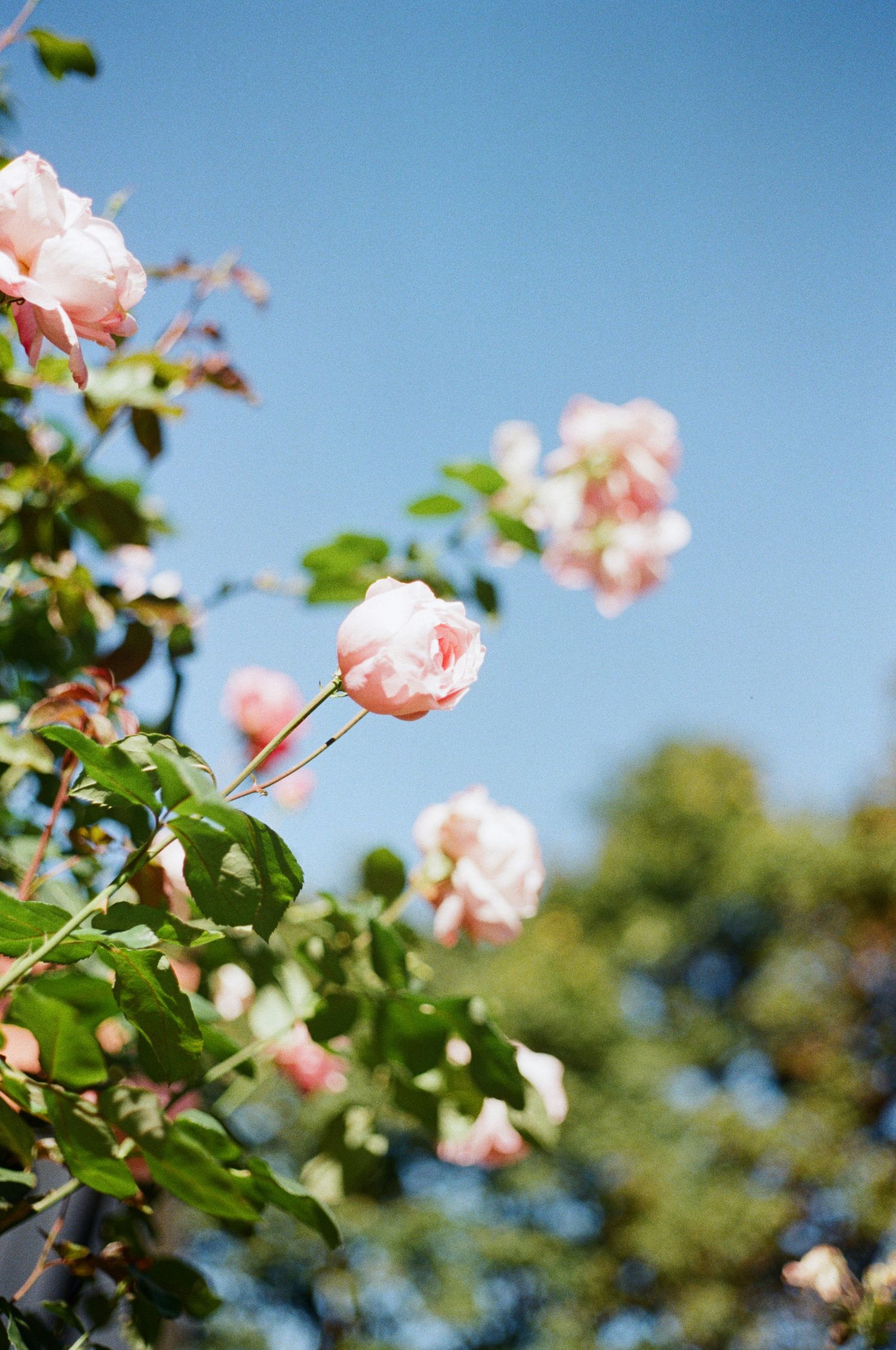 Delicate pink roses bloom against a bright blue sky with green foliage in the background.