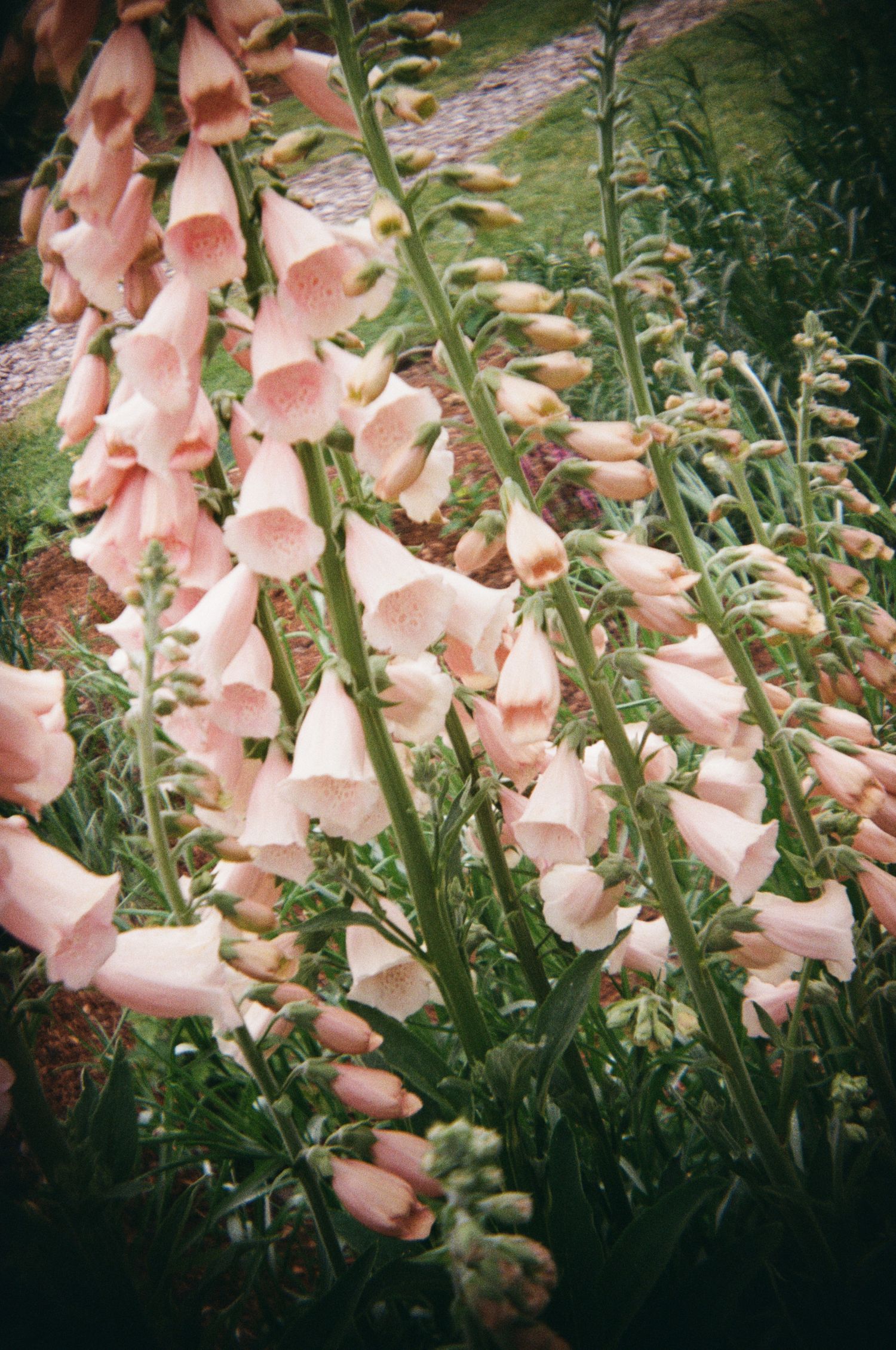 Pink foxglove flowers bloom in a garden with their distinctive bell-shaped blossoms hanging from tall green stalks.