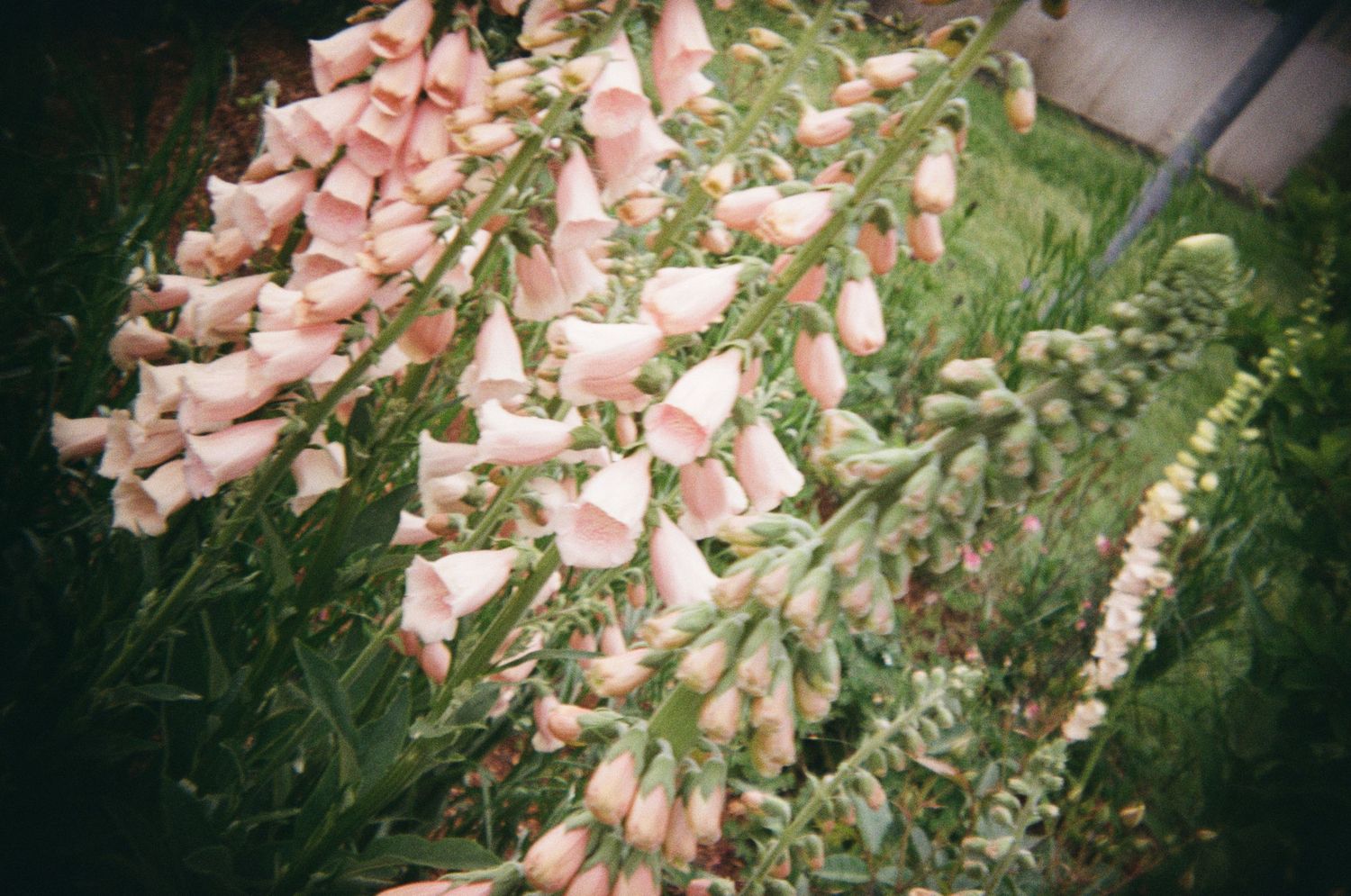Pink foxglove flowers bloom in a garden with cascading bell-shaped blossoms against green foliage-Adrianna Elizabeth Photography.