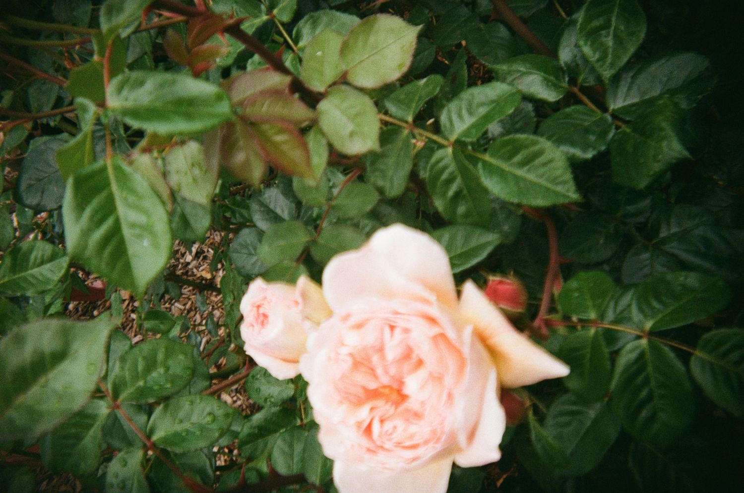 A delicate peach-colored rose blooms among lush green foliage in a garden setting.