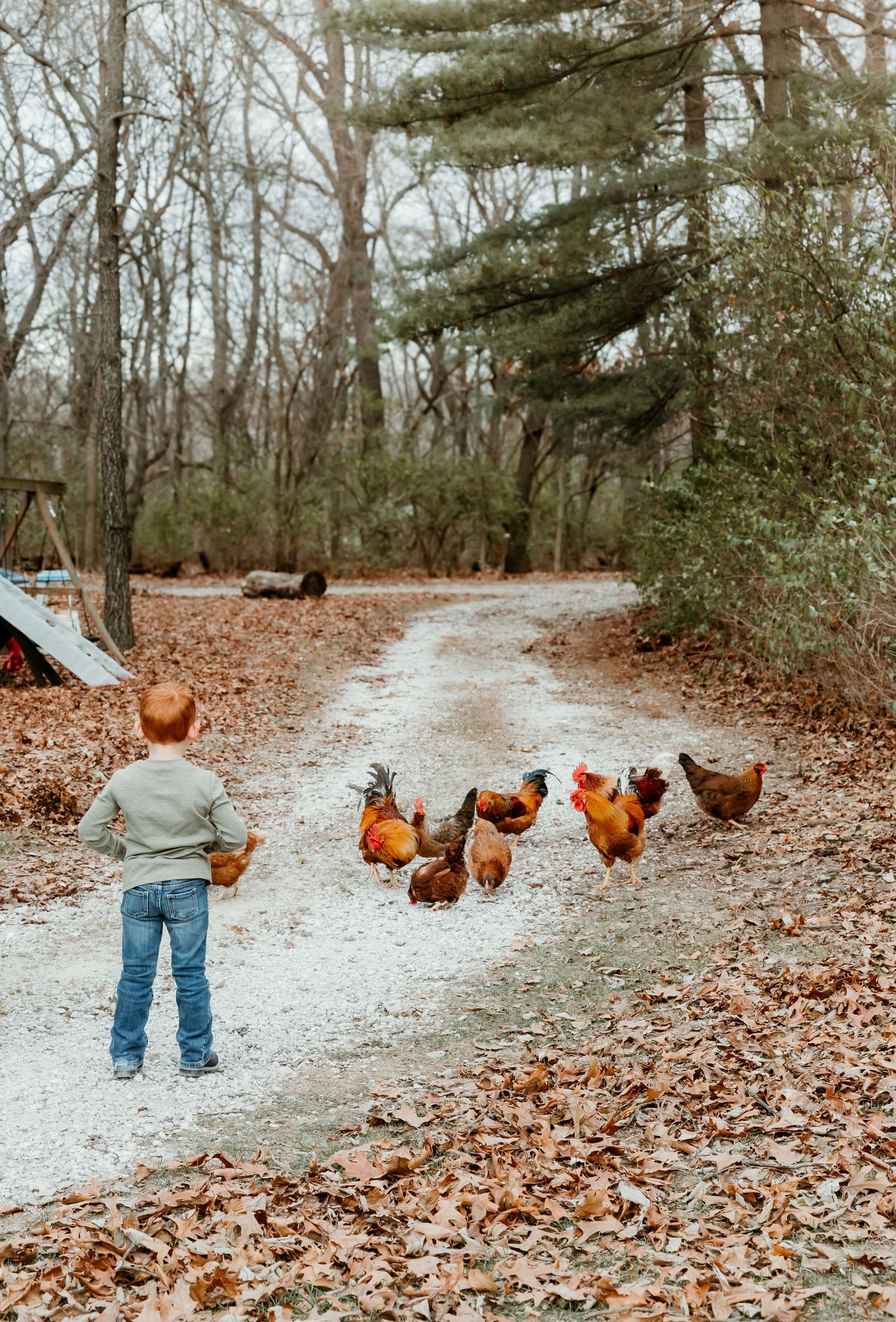 Child poses with his farm chickens during a family session with central il family photographer