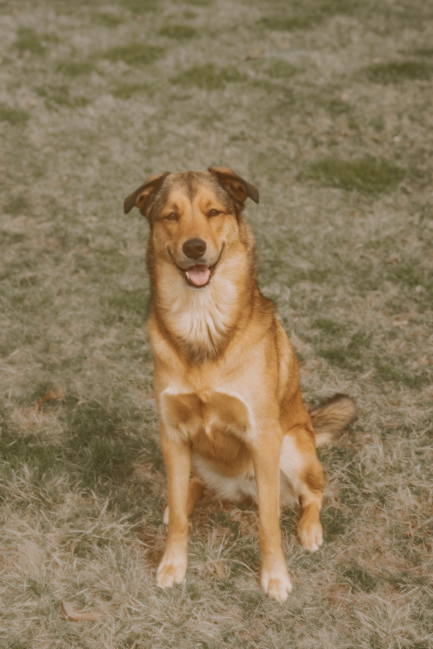 Central IL pet photographer