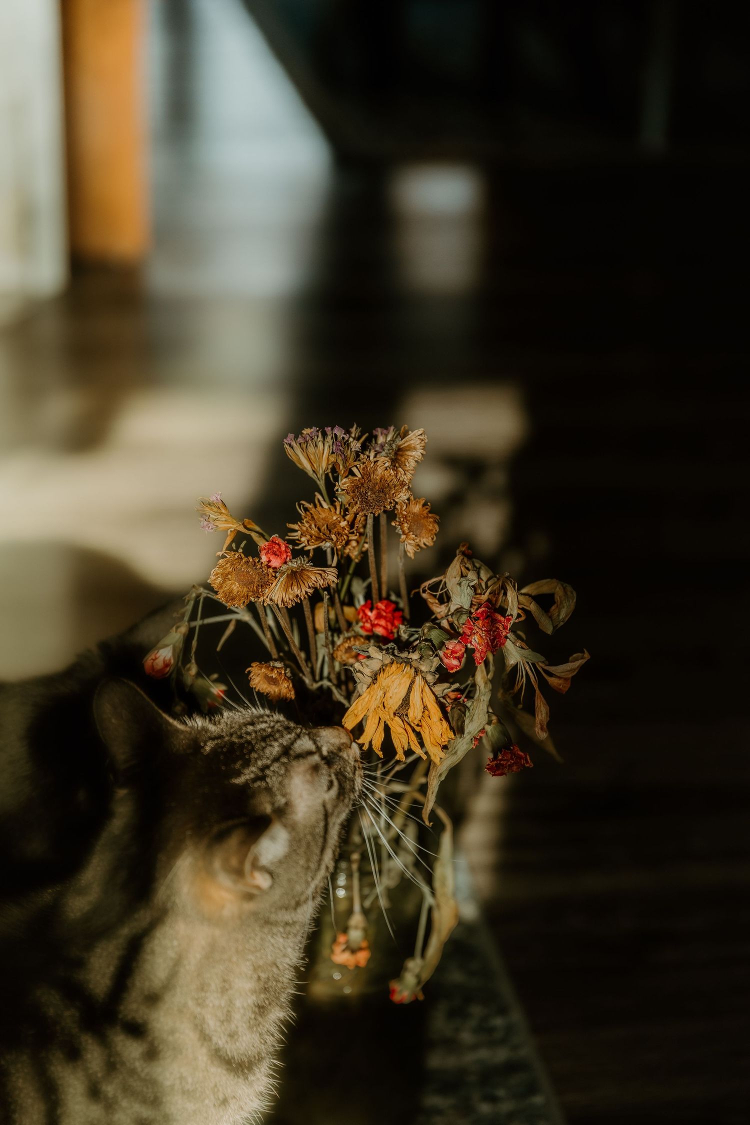 Bloomington IL Photographer specializing in documentary photos that feel like home