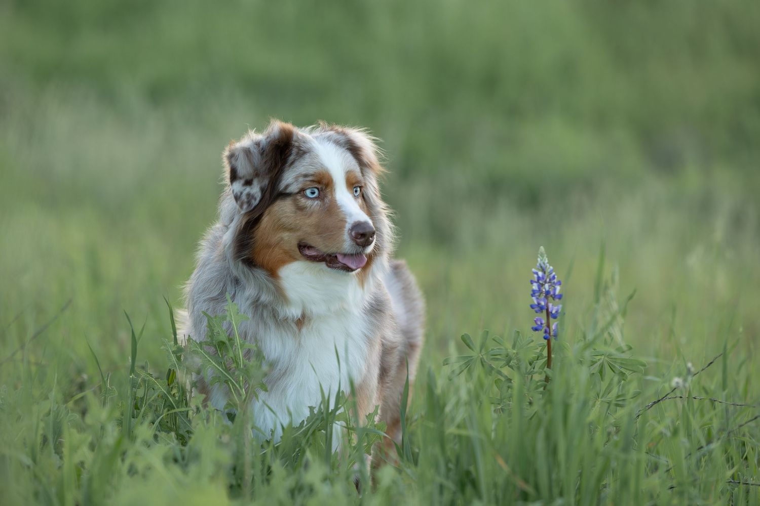 An Australian shepherd dog with heterochromatic eyes sits in a green field with purple lupine flowers.