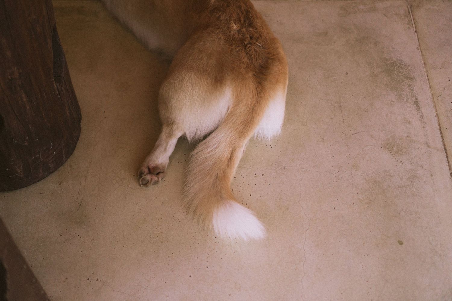 Foto em movimento borrada do rabo e das patas traseiras do cachorro dos noivos, sobre piso bege