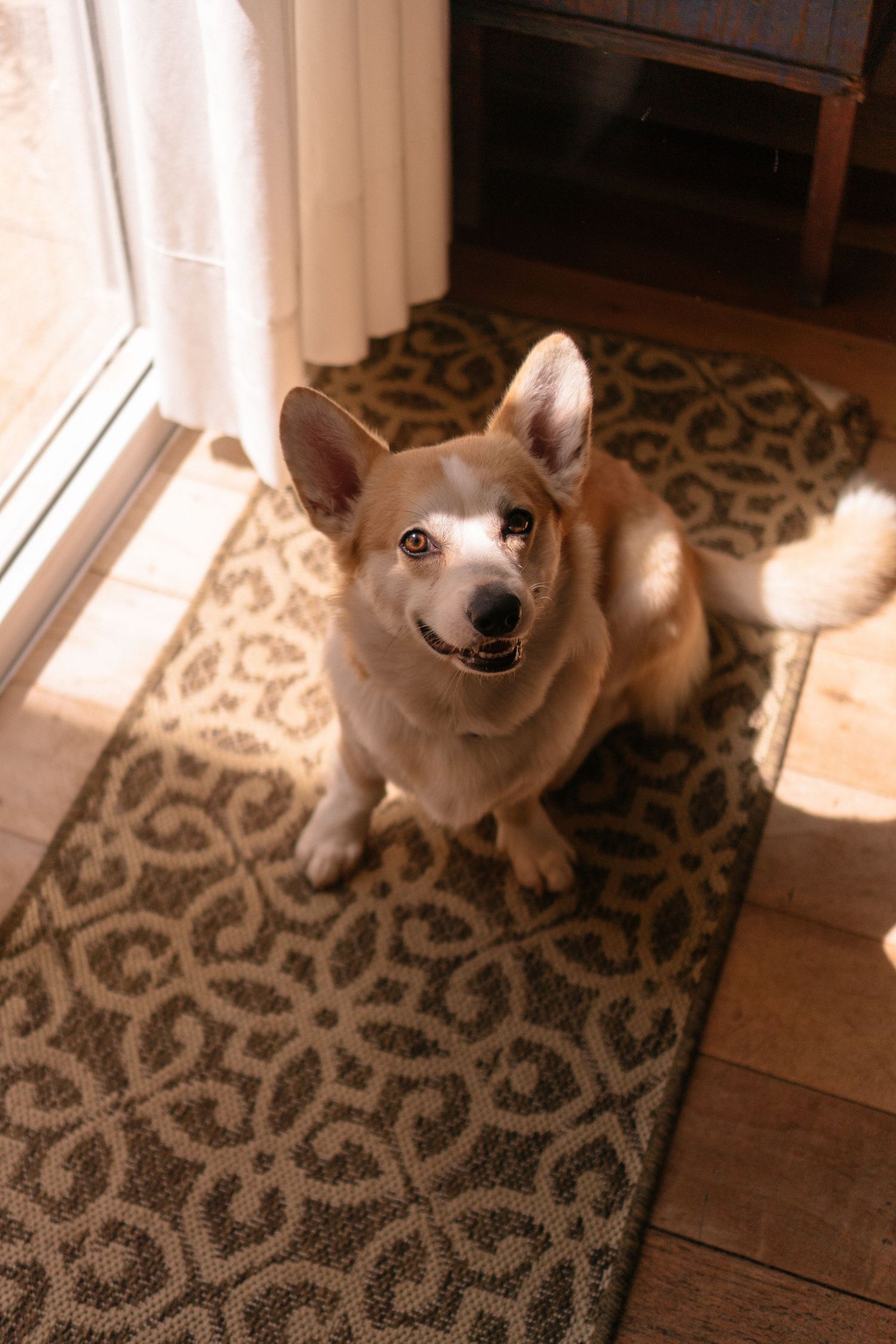 Welsh Corgi Pembroke de cor creme sentado atentamente em tapete marrom estampado, com luz natural entrando pela janela, durante a recepção d