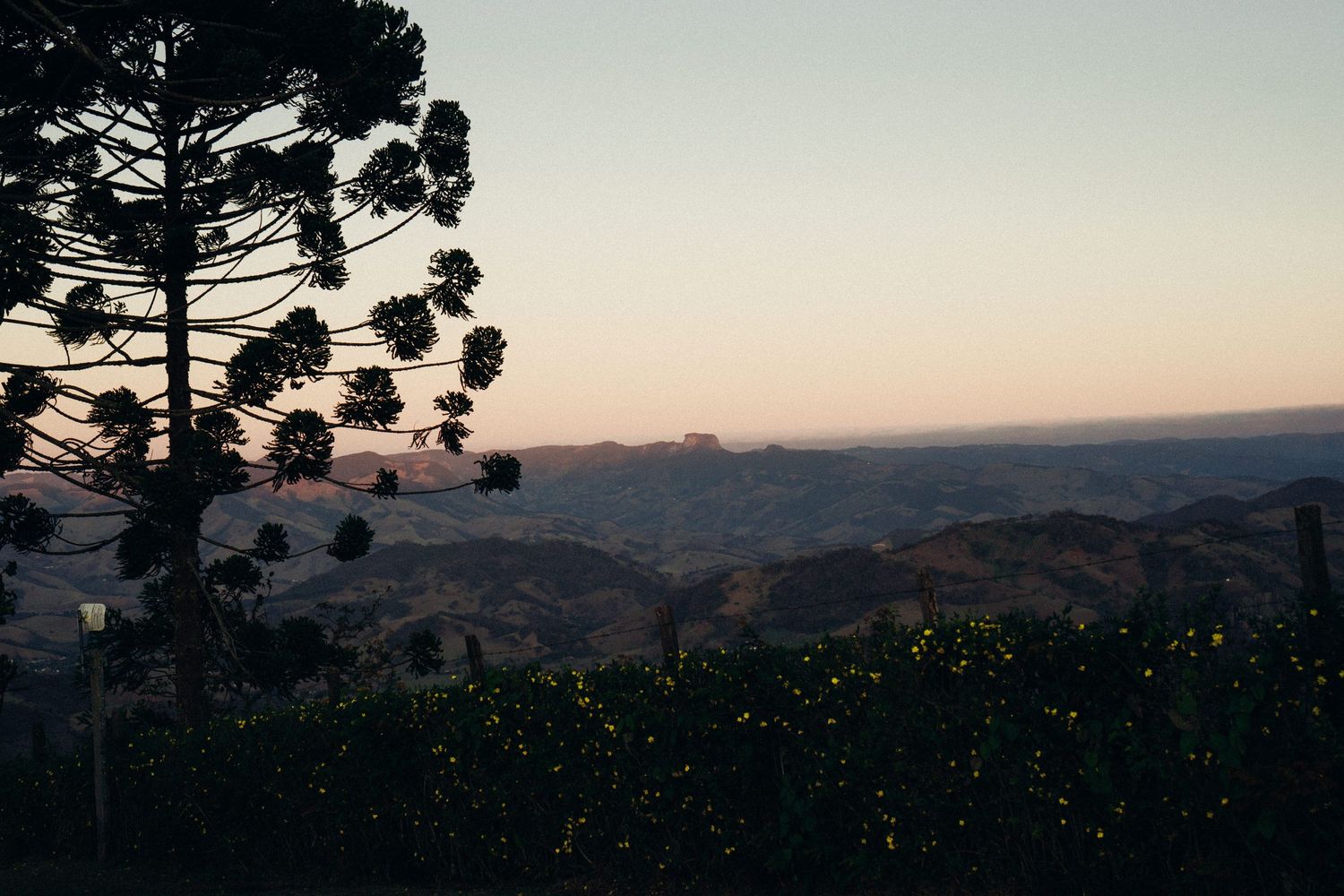 Silhouetted pine trees against a sunset sky with twinkling lights in the distance.