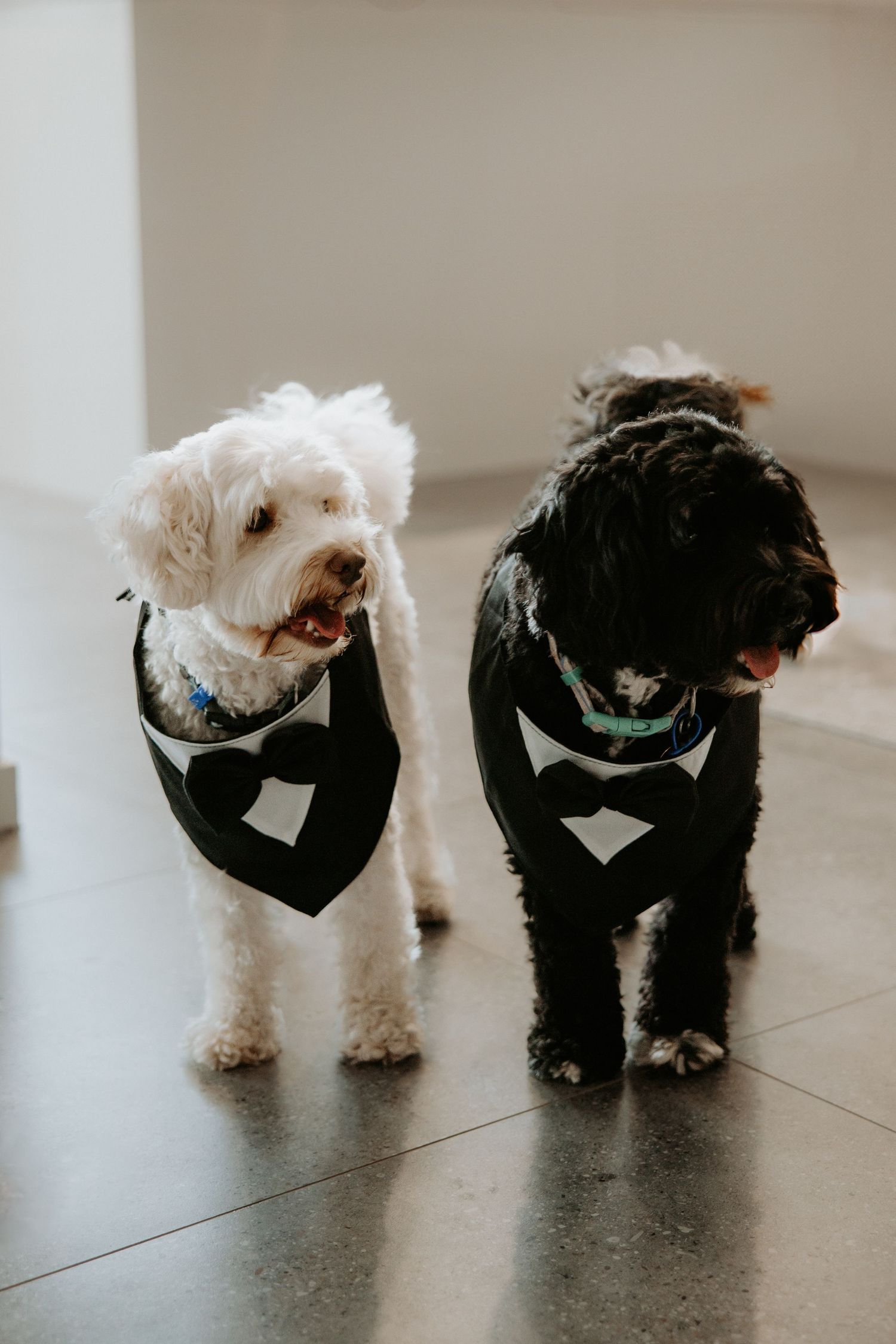 Two dogs wearing black tuxedo bandanas, one white and one black, standing on a tiled floor.