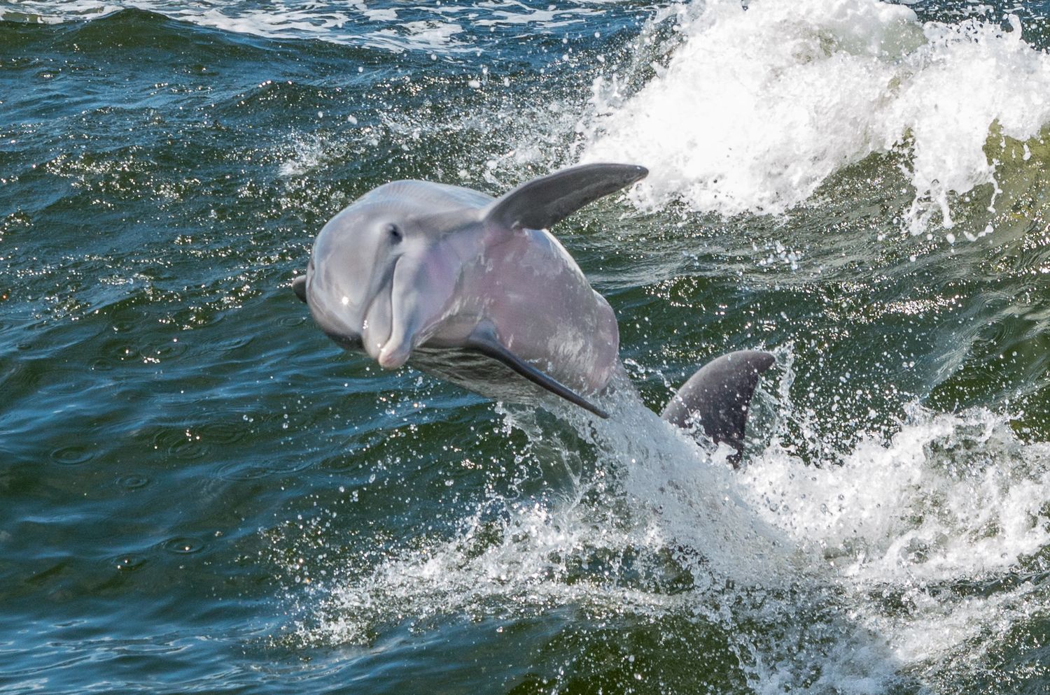 dolphin leaping