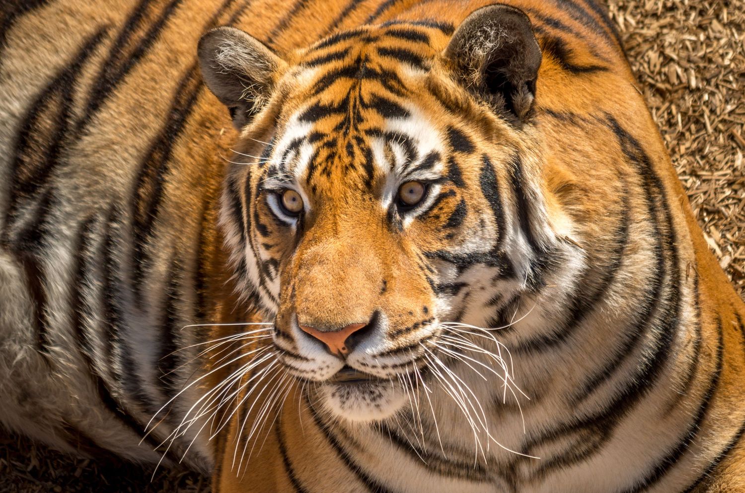 tiger