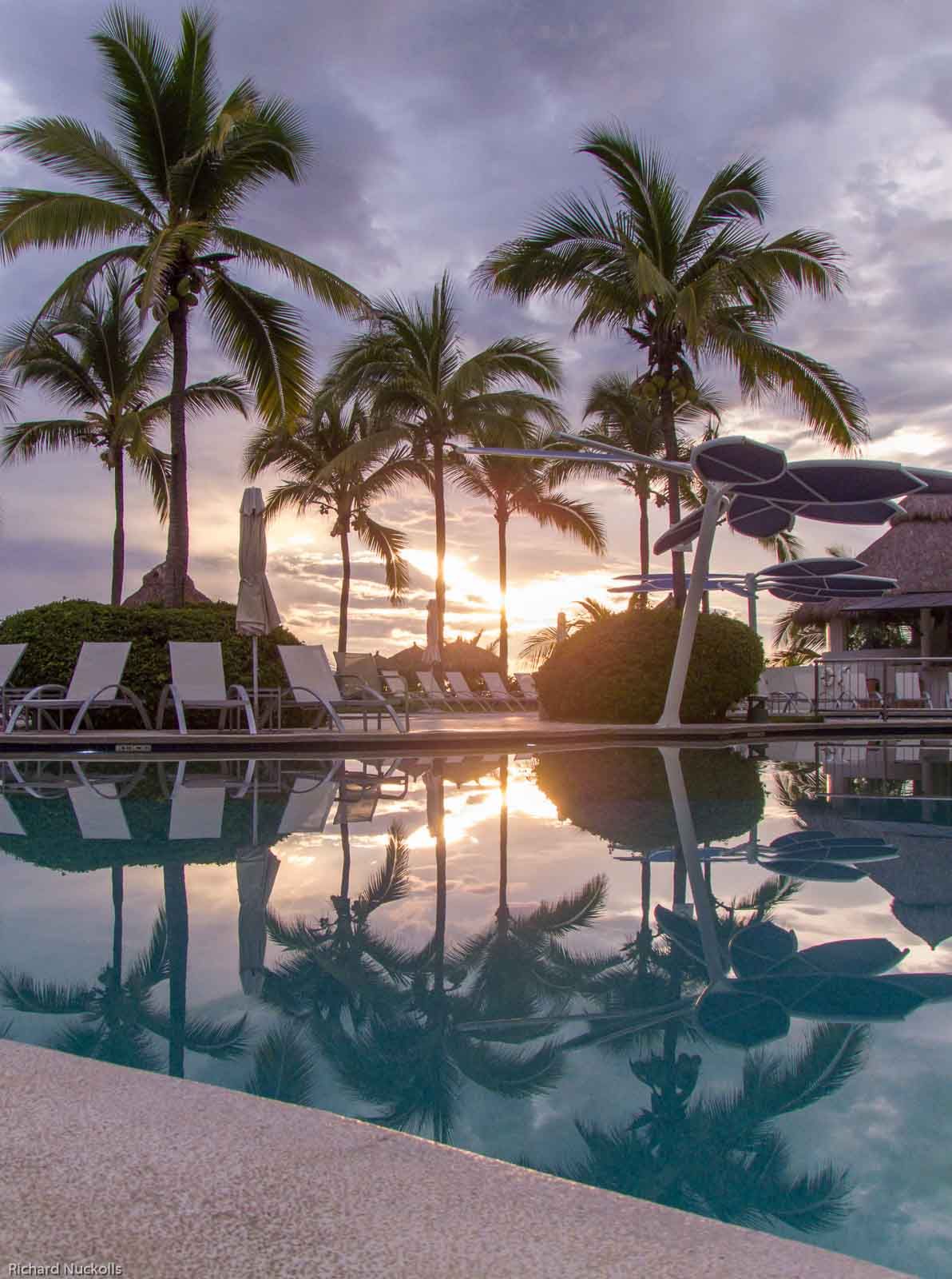pool and palm trees