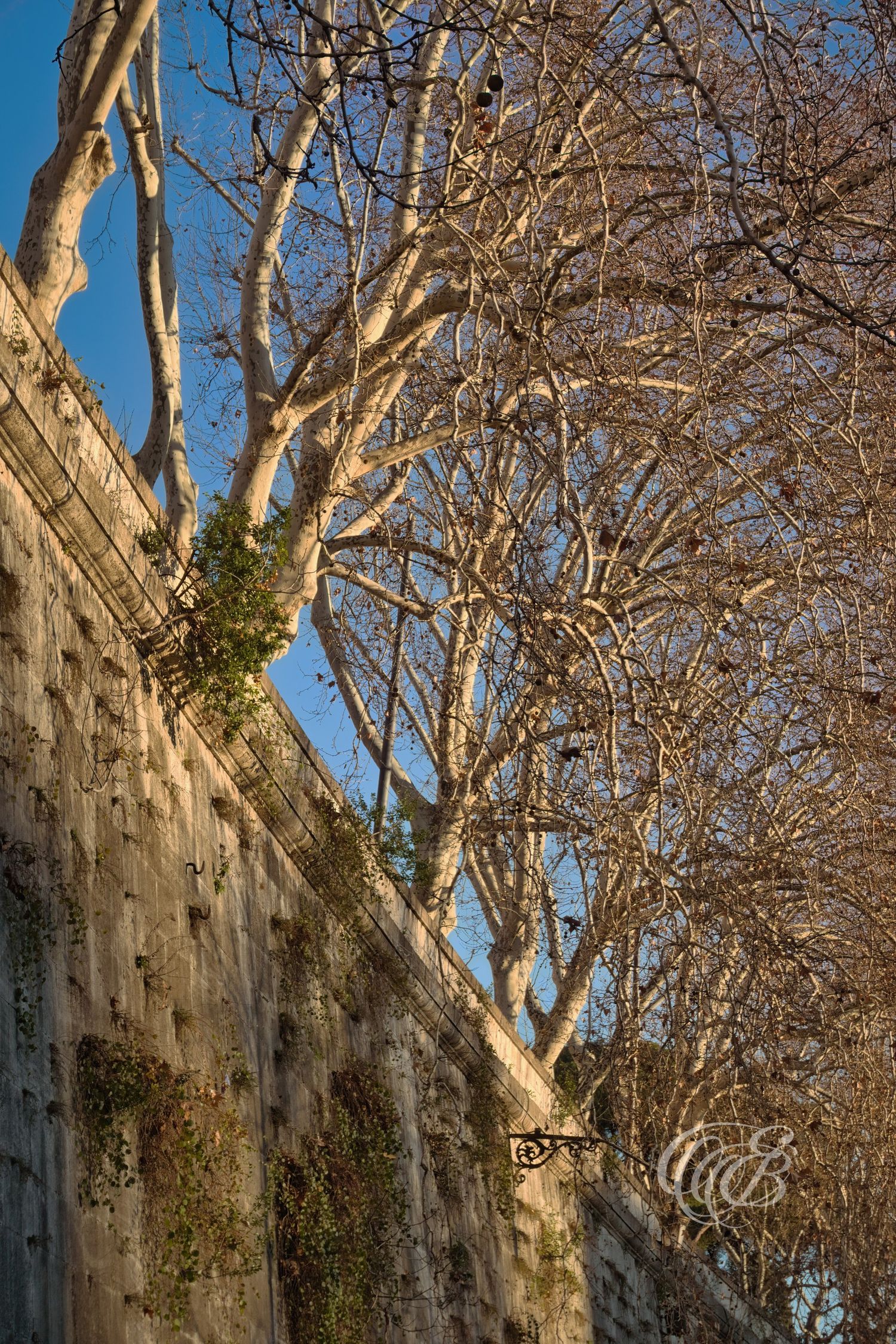 Italy – Tiber walls in winter - Rome – Trees along the river during the winter season, photograph by Eduardo Bartoli
