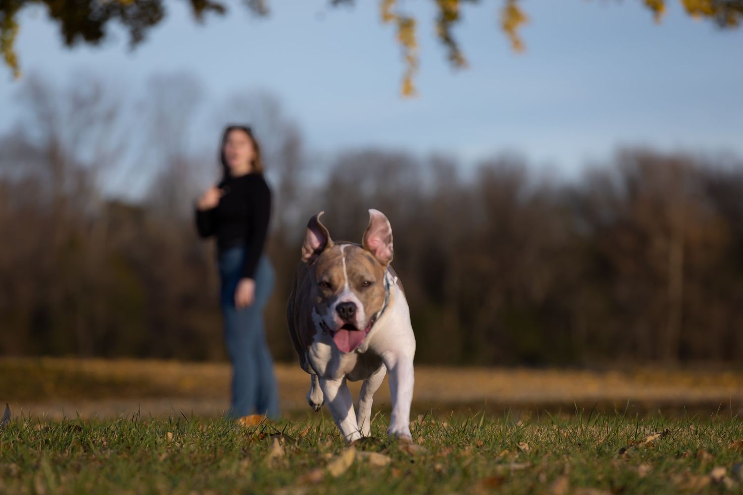 Two dogs playing in a grassy field during autumn with trees in background.