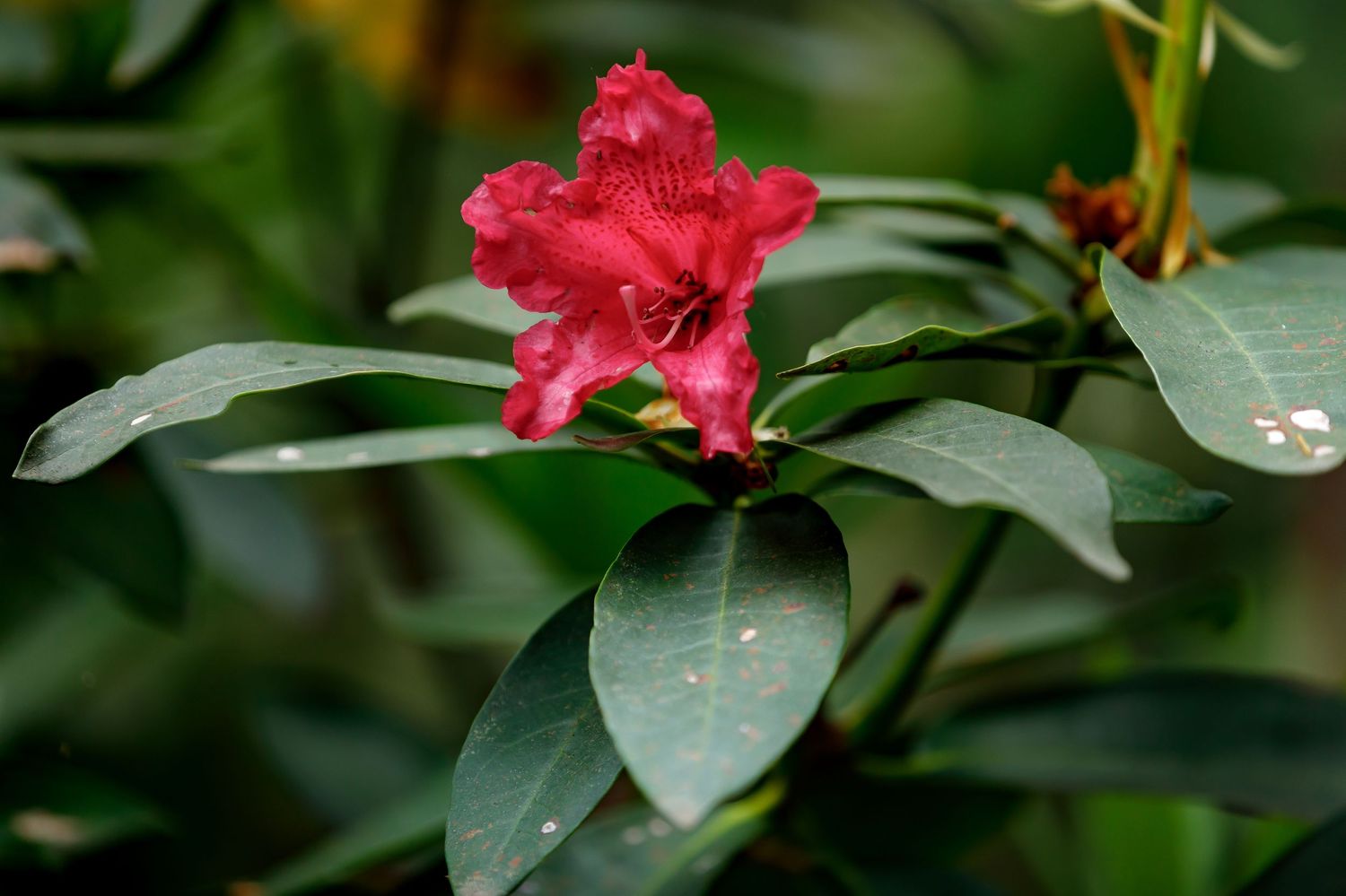 A vibrant red flower blooms among deep green leaves in a garden setting.