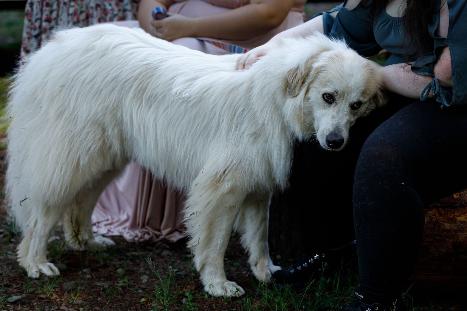 White fluffy dog poses with wedding party in outdoor setting.