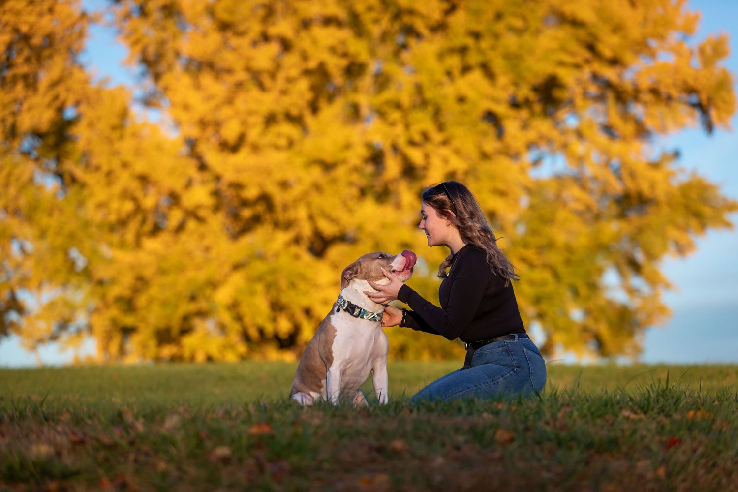 Golden autumn trees frame a peaceful scene of dogs and person in grass.