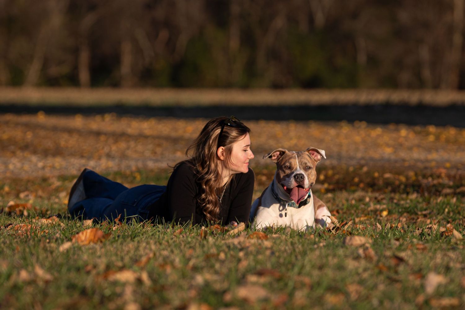 Dogs and person lying in grass during autumn sunset with golden trees overhead.