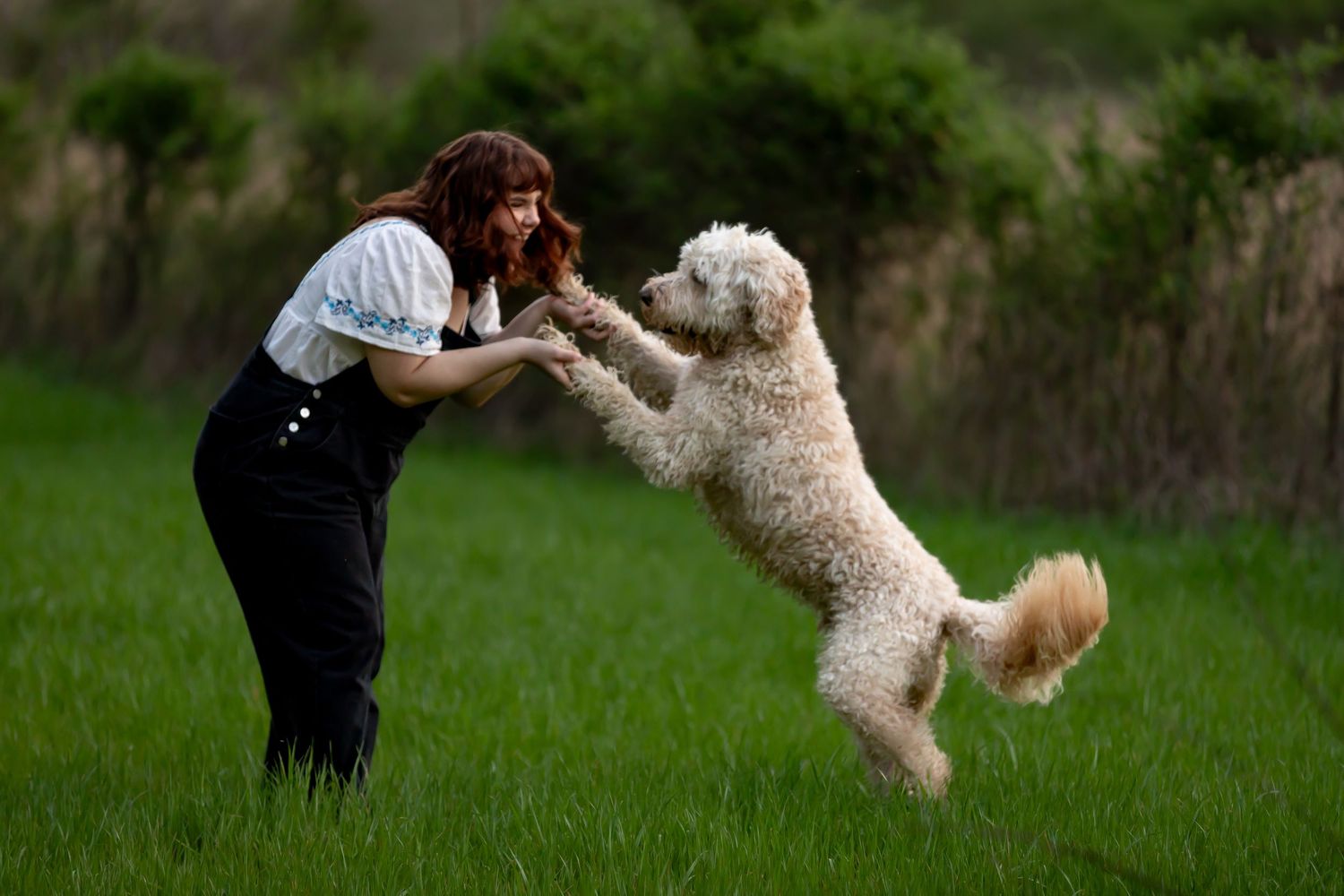 A playful curly-haired white dog jumps up to interact with someone in a grassy outdoor setting.